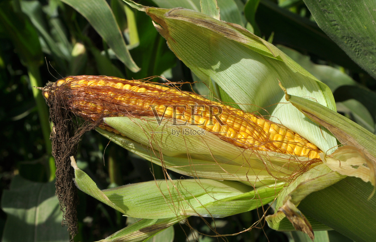 幼玉米的穗轴照片摄影图片