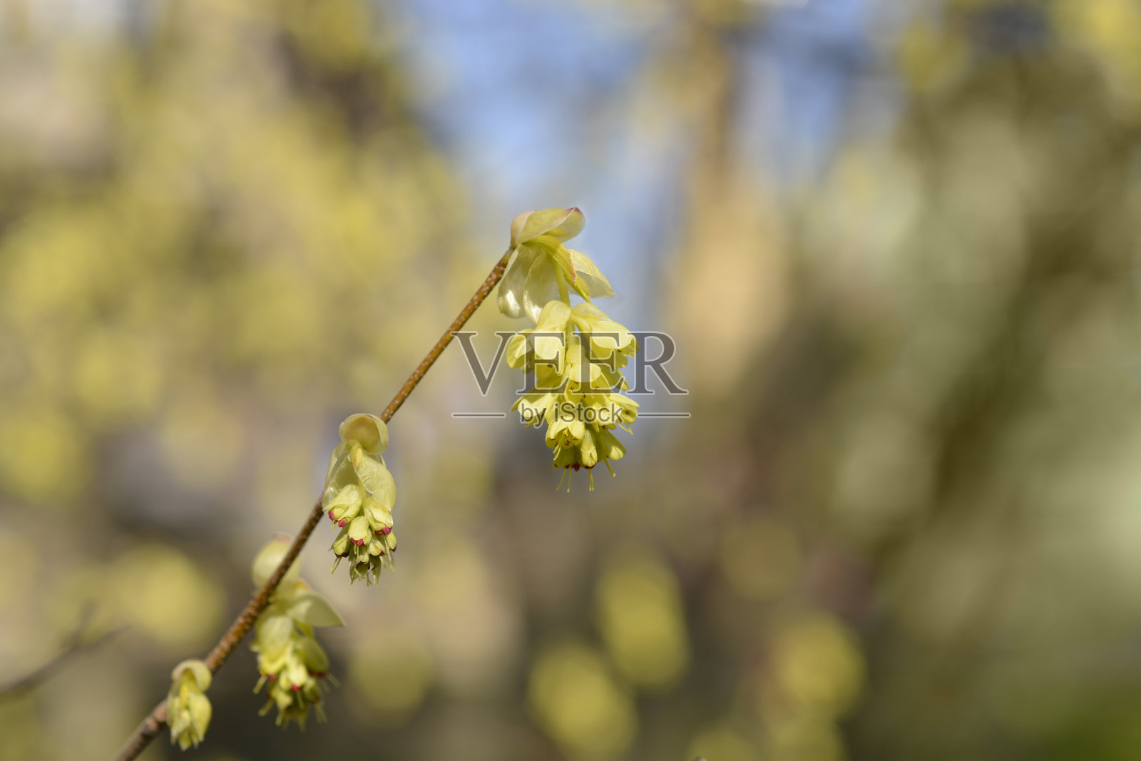 穗金缕梅照片摄影图片