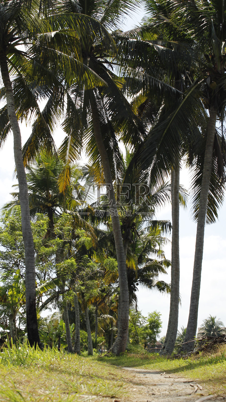 巴厘岛照片摄影图片