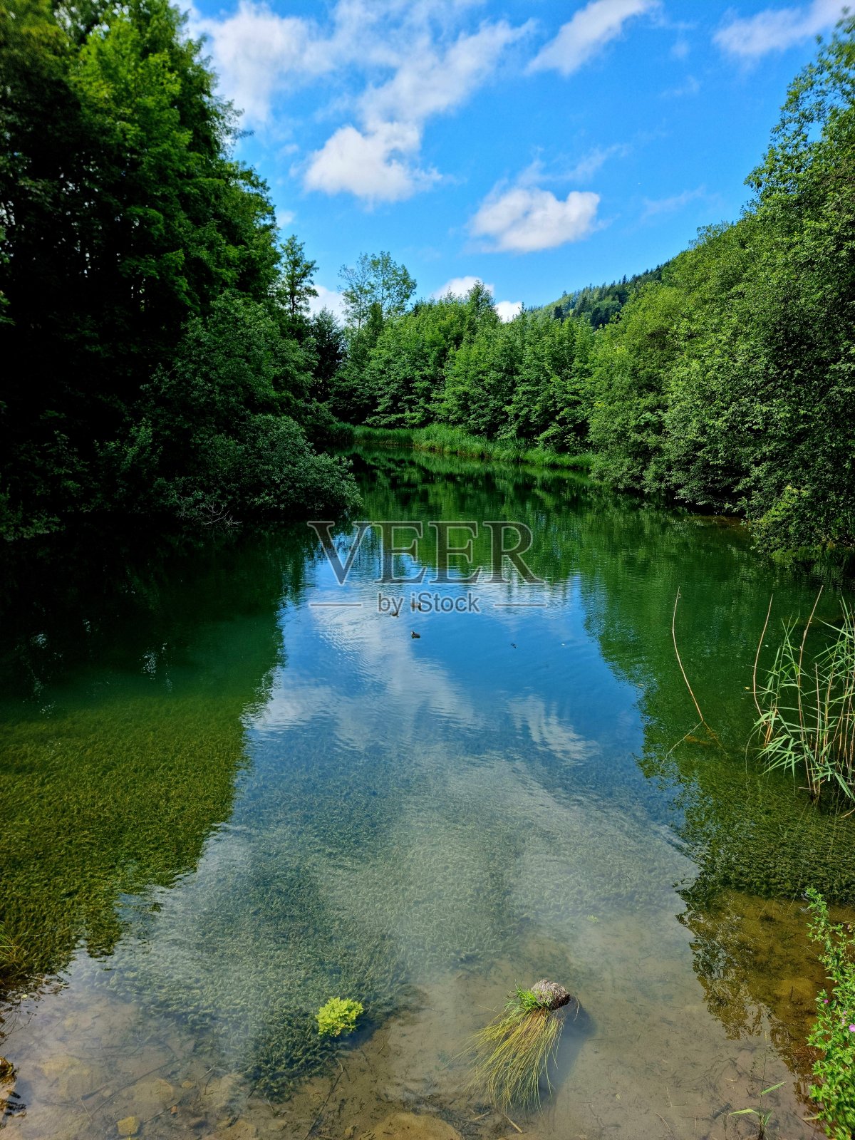树林中的池塘照片摄影图片