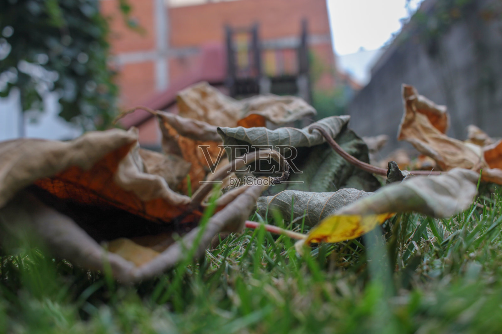 落叶覆盖着草地照片摄影图片