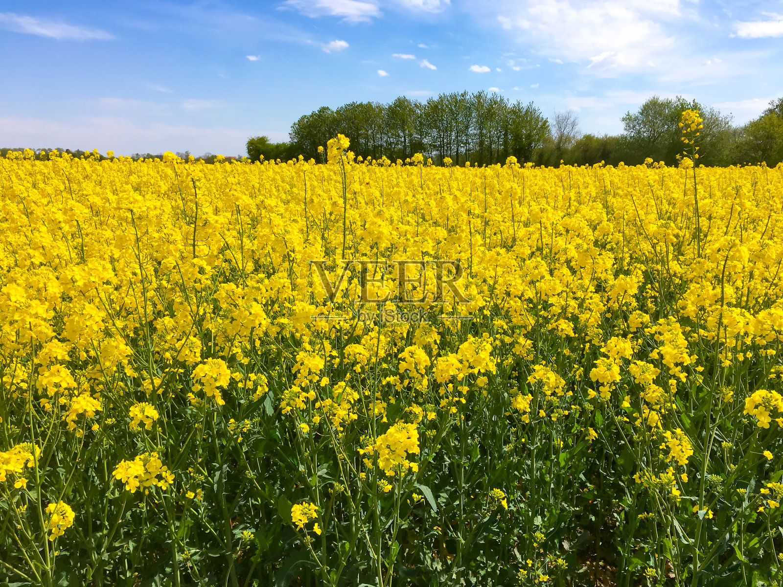 比利时，种植油菜籽油的黄色花田照片摄影图片