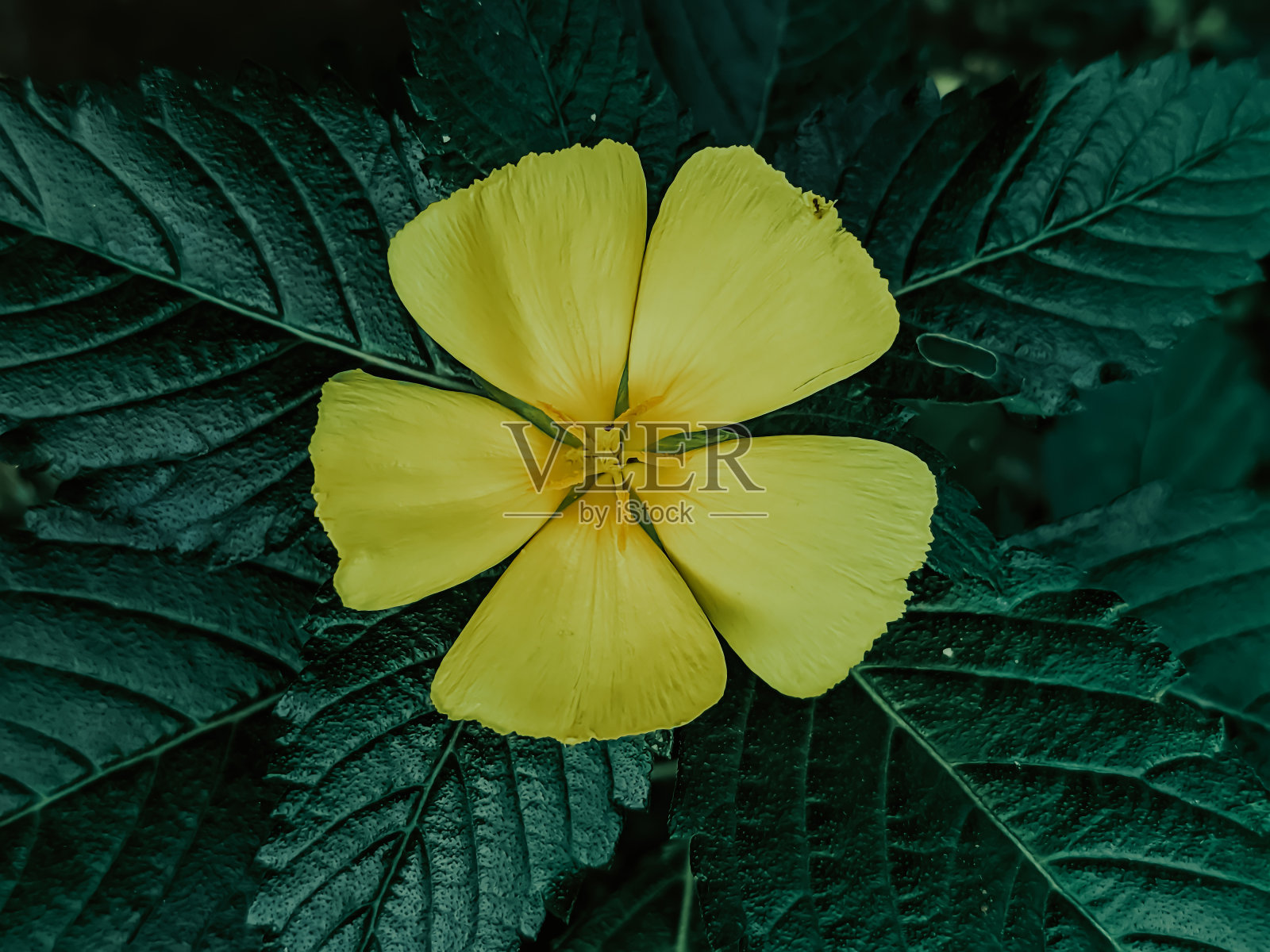 花照片摄影图片