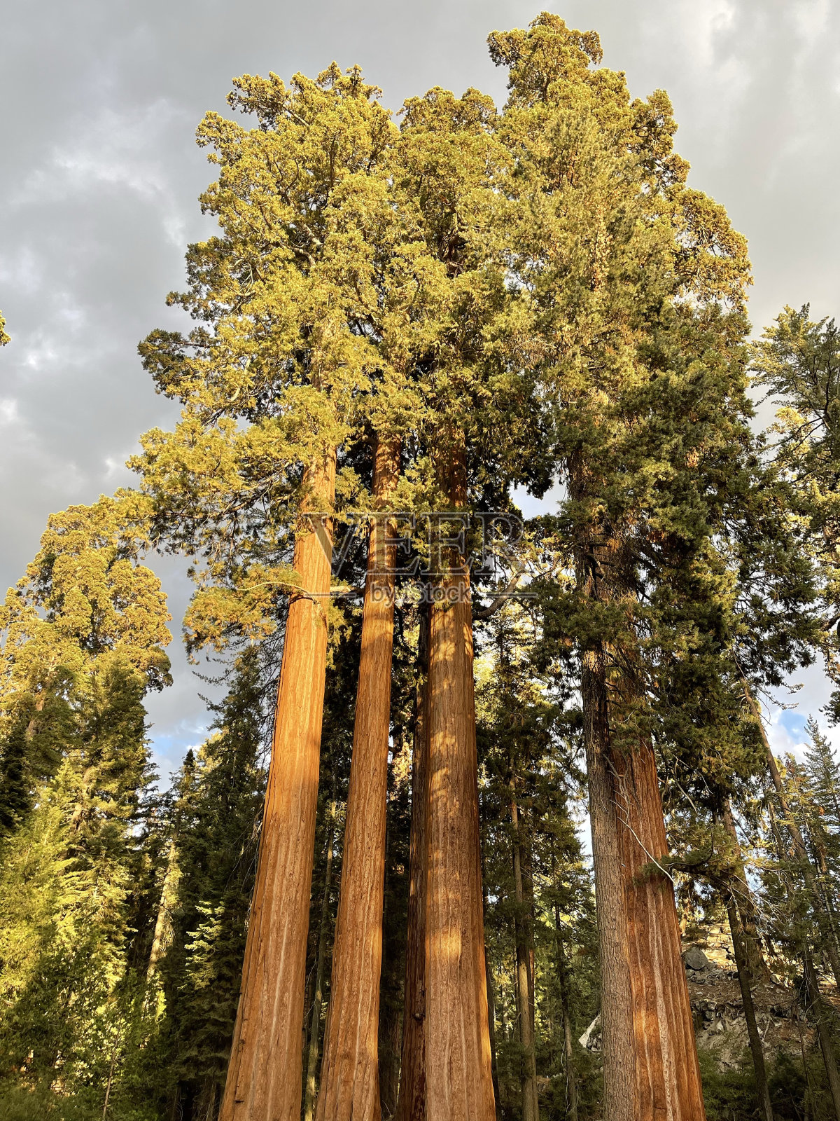 百年古松照片摄影图片