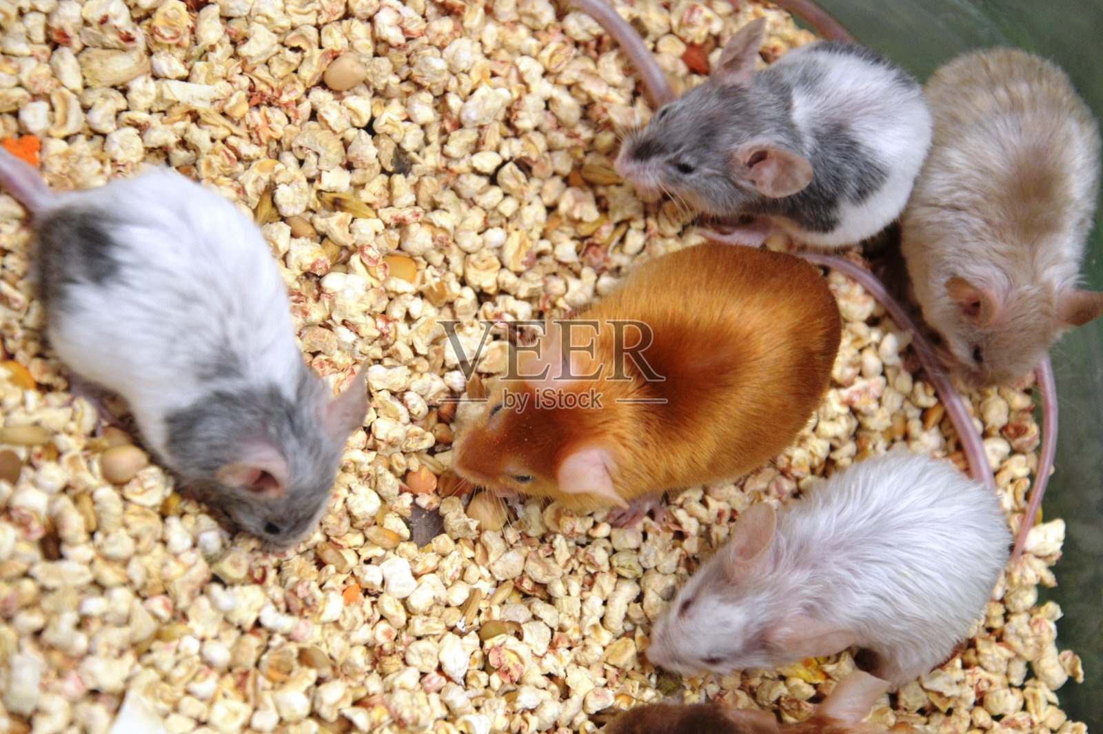 装饰的老鼠照片摄影图片