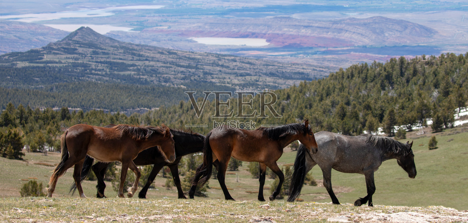 美国怀俄明大角峡谷游乐区上空的一小群野马照片摄影图片
