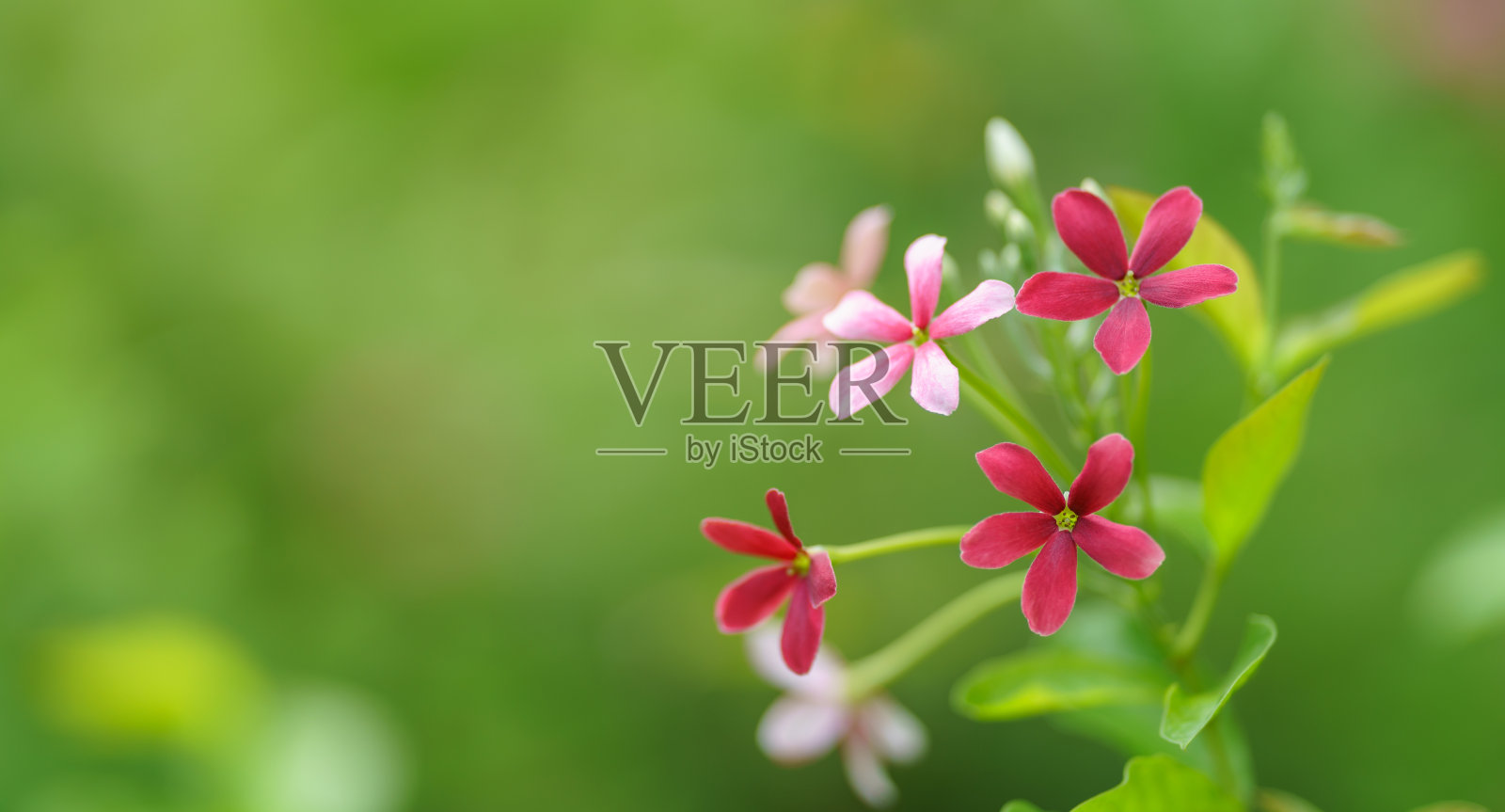 特写的粉红色和红色的花在花园中模糊的绿色植物背景与复制空间使用墙纸和封面页的概念。照片摄影图片