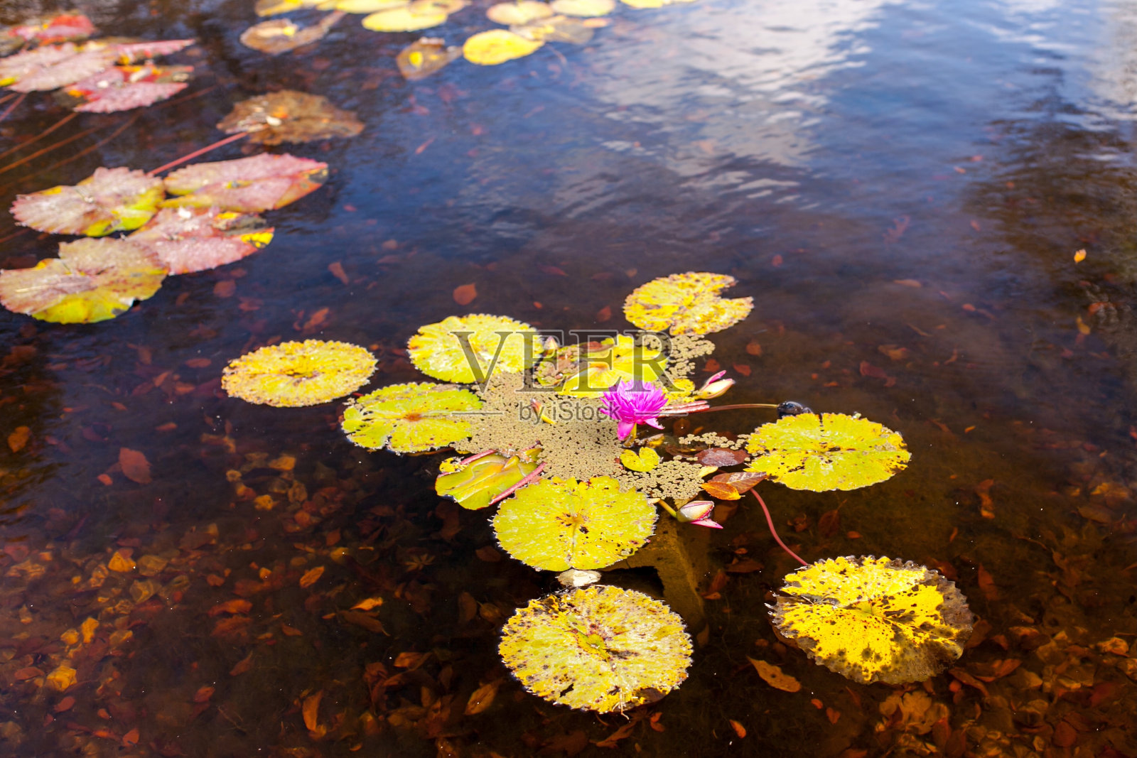 睡莲照片摄影图片