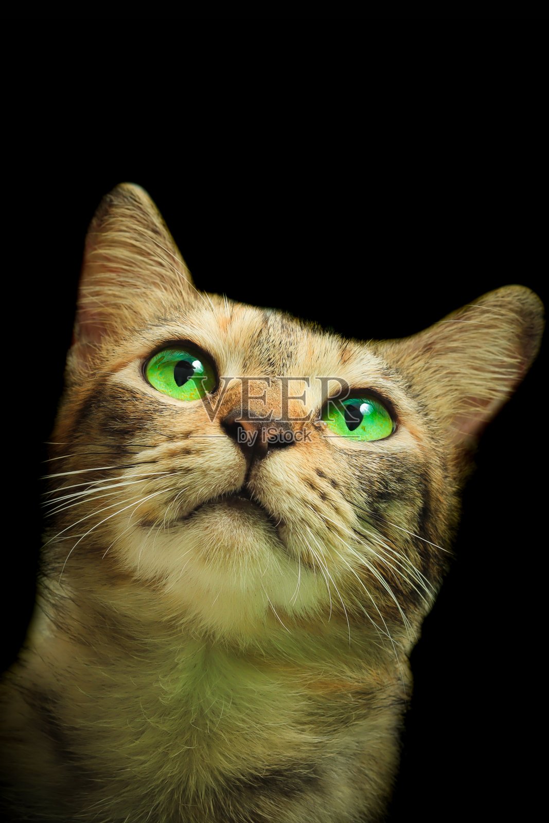 家猫照片摄影图片