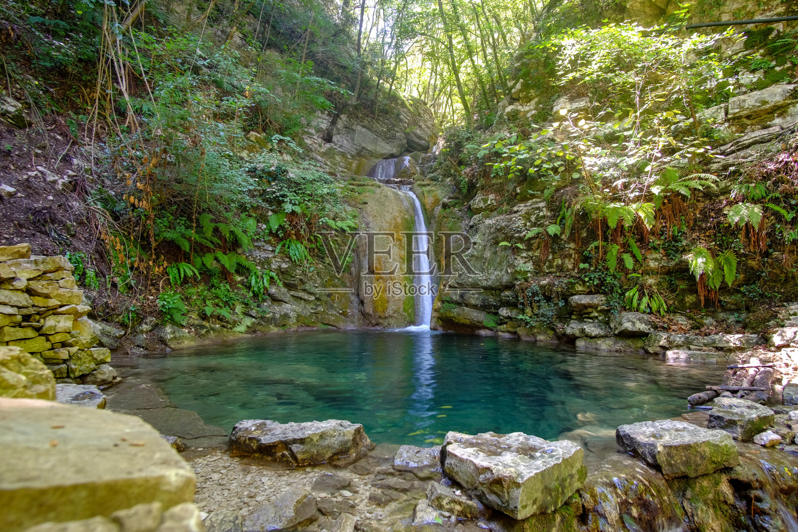 森林里的天然水池照片摄影图片