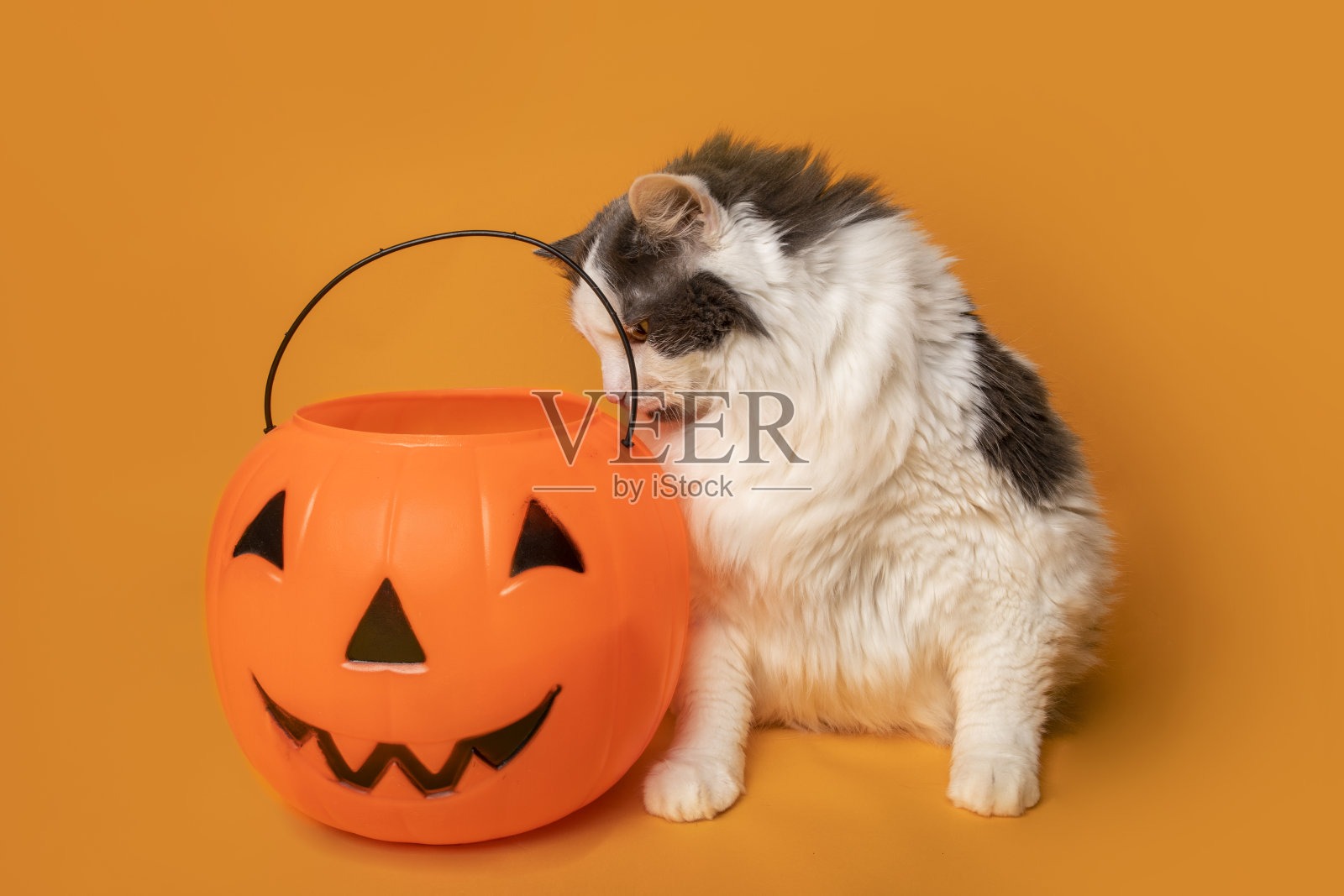 猫在不给糖就捣蛋的南瓜里偷看照片摄影图片