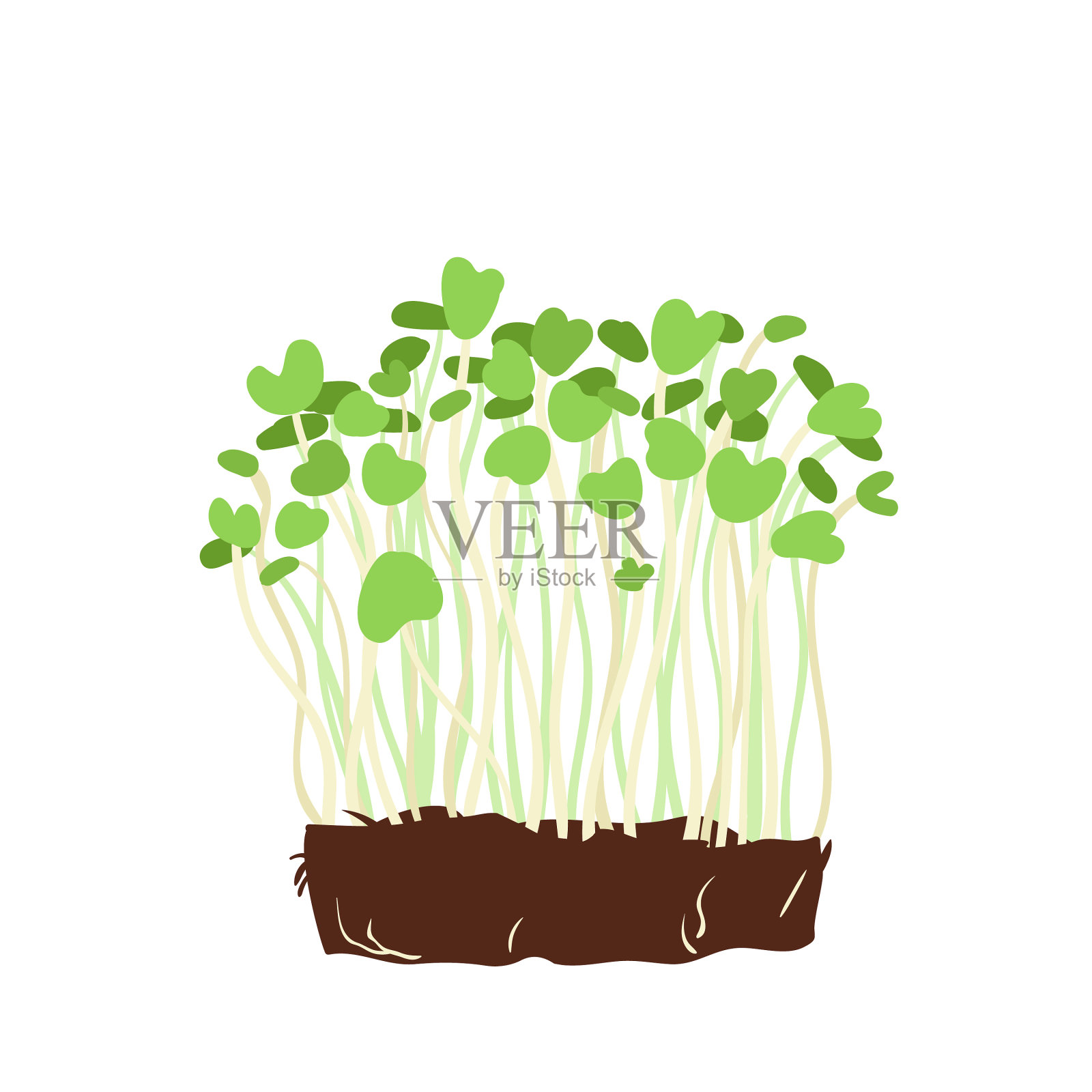 健康microgreen spruits设计元素图片