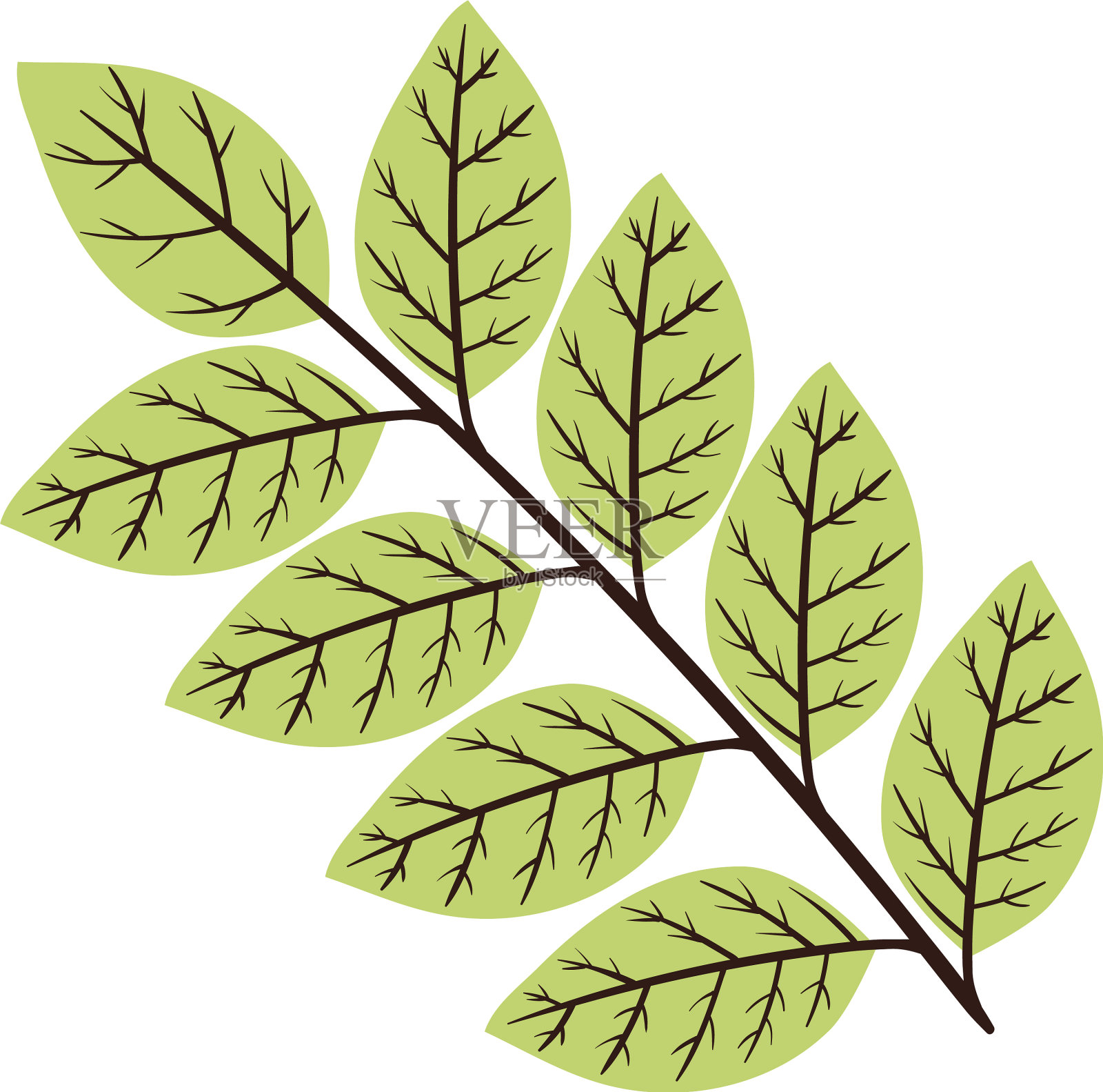 有叶的枝设计元素图片