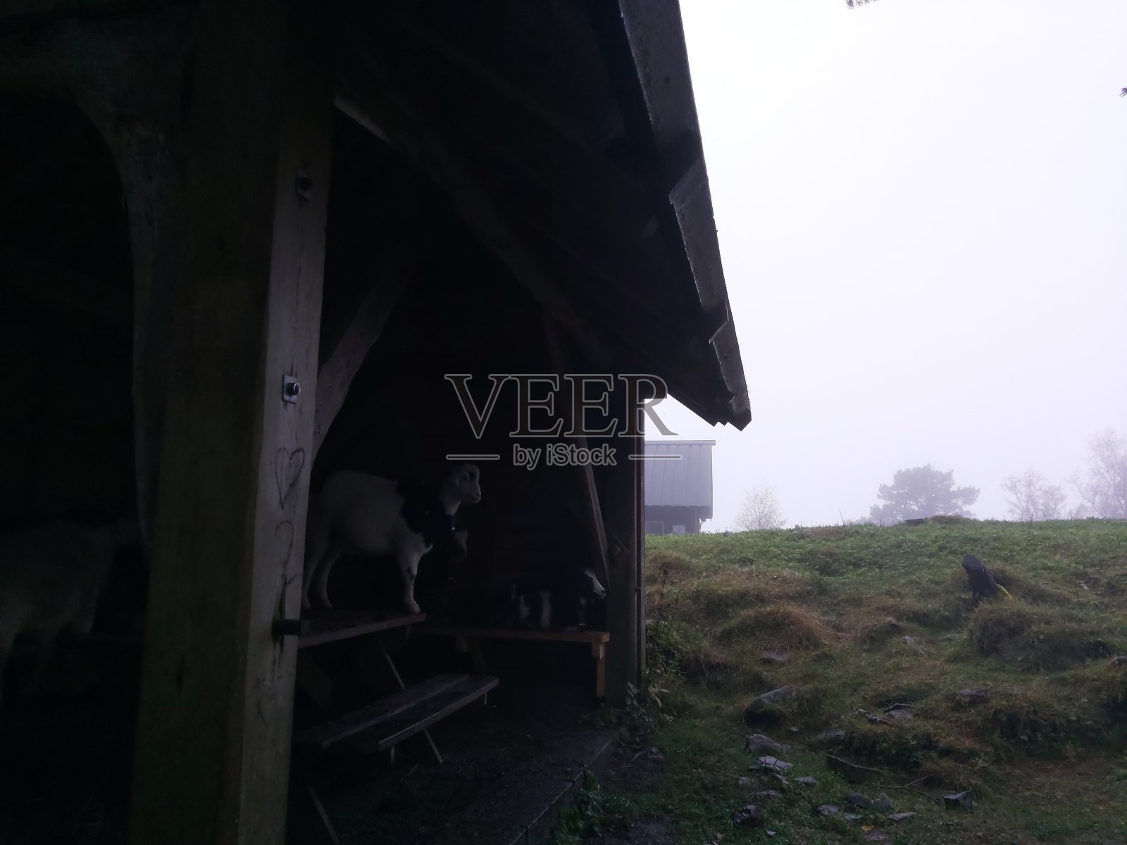 山山羊、野山山羊、长着大角的黑白山羊、木屋下的山羊、躲雨的山羊、等雨停的山羊、长毛的山羊。照片摄影图片