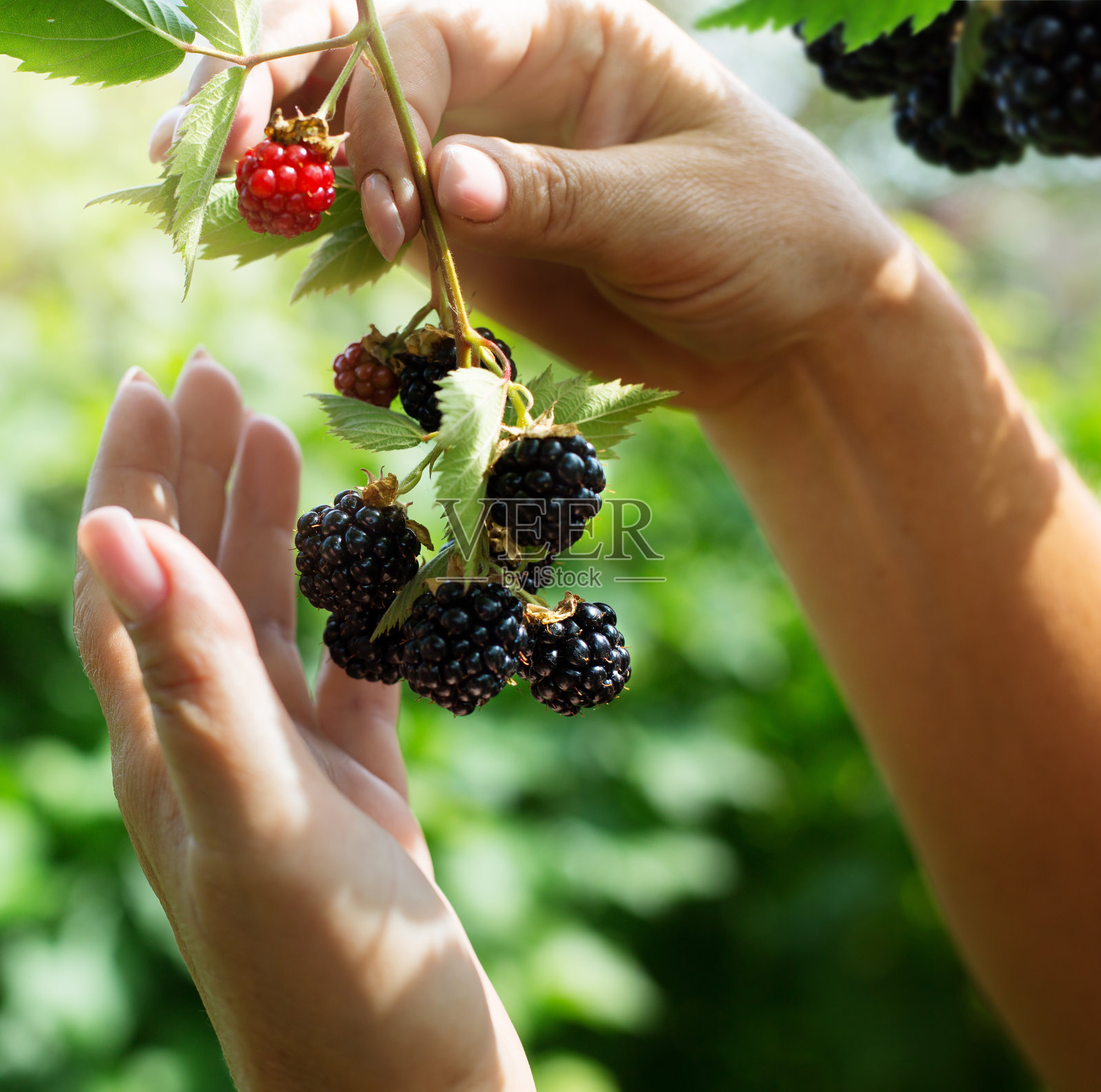 阿特黑莓在果园收获;女人的手在果园的背景上拾起浆果;照片摄影图片