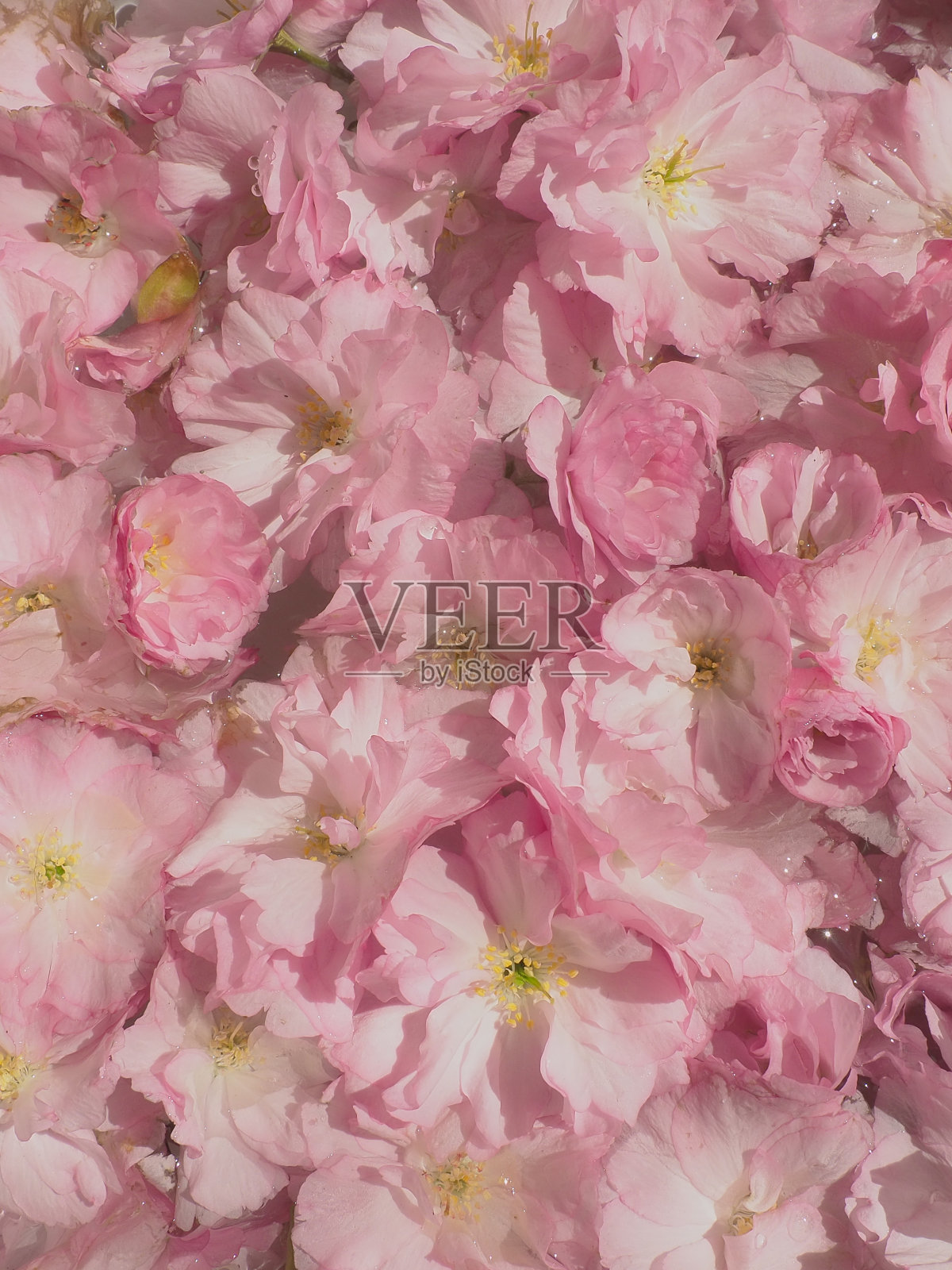 粉色的樱花背景。花壁。软选择聚焦。节日的明信片。粉红色花瓣和黄色雄蕊。美丽的背景。花瓣的艺术。春天的樱花。李属serrulata照片摄影图片