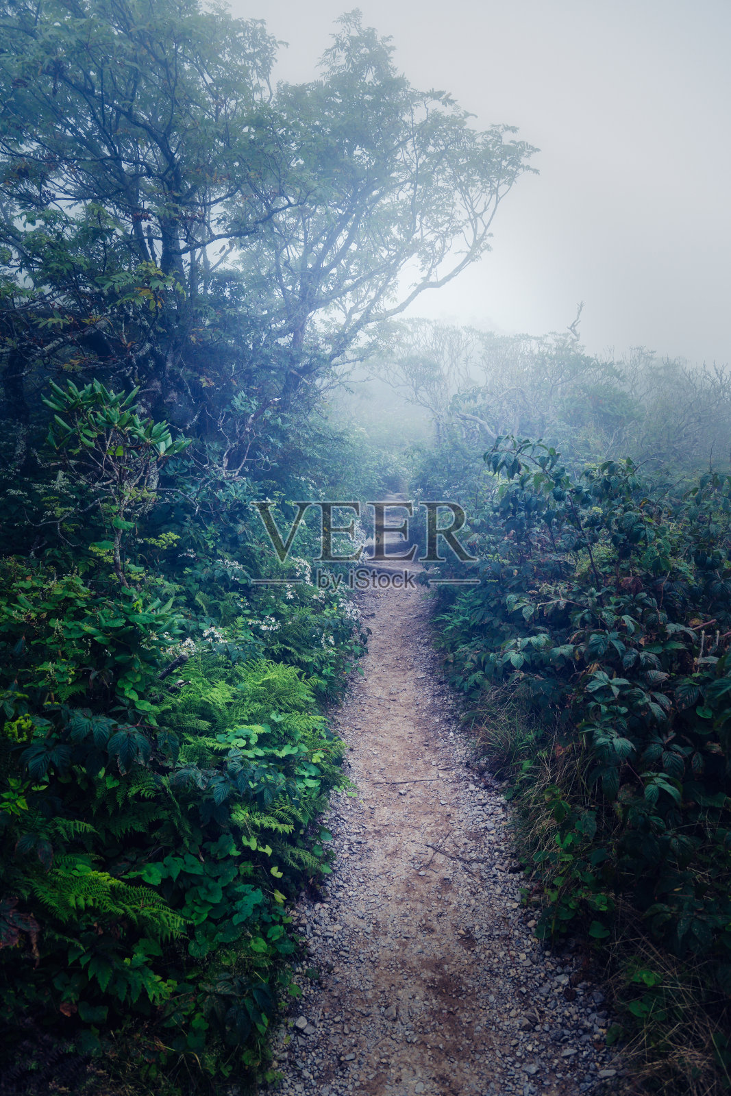 陡峭的花园小径4寒冷的森林照片摄影图片