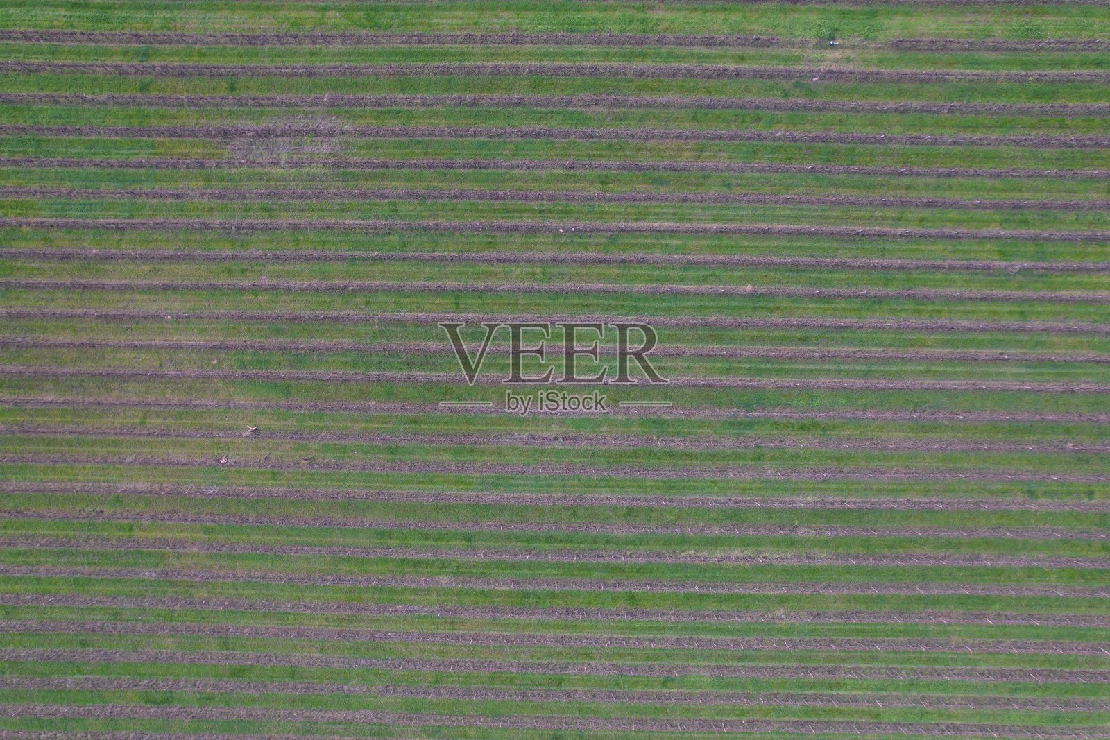 农业领域模式的自顶向下视图照片摄影图片