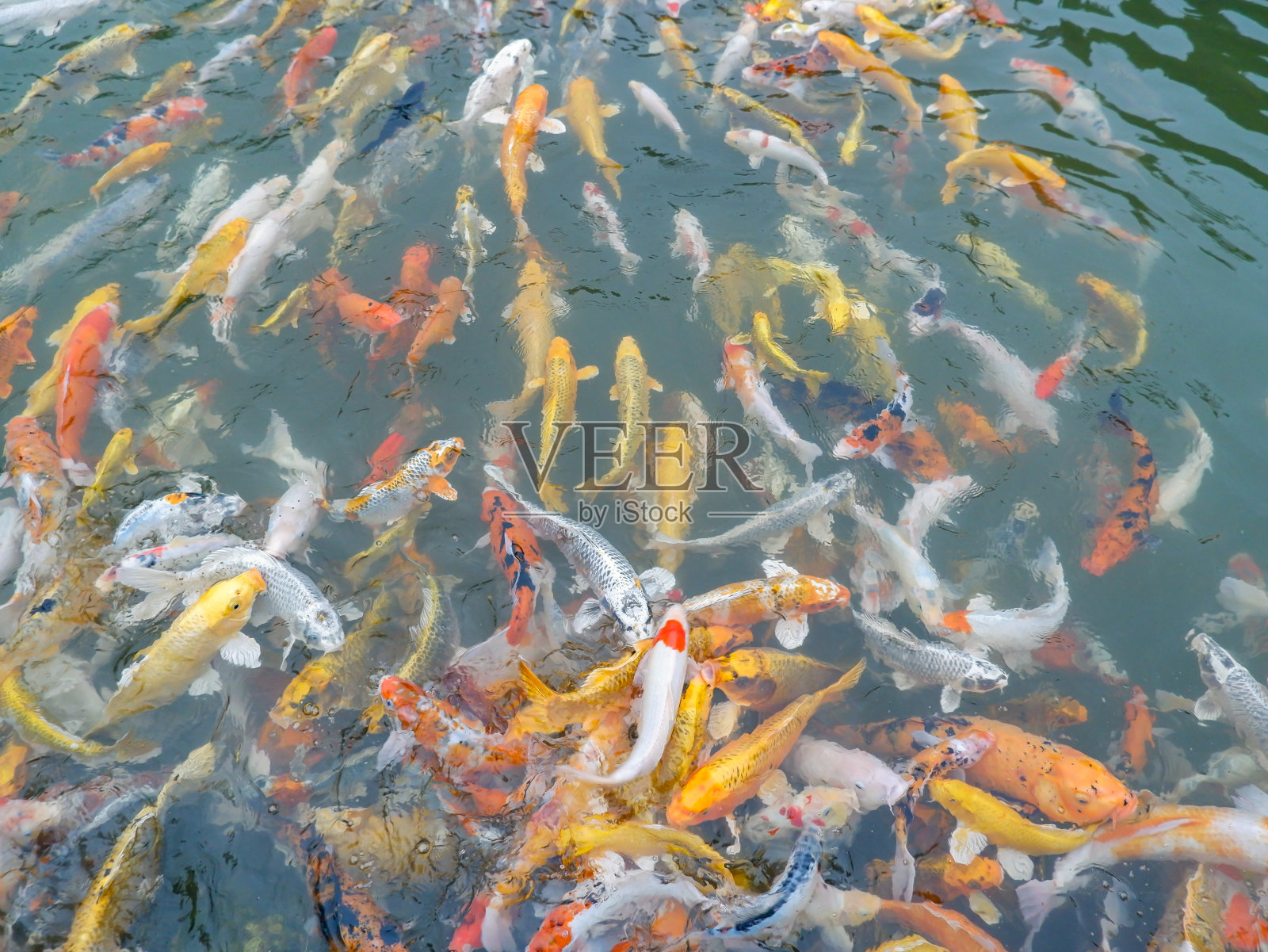 许多锦鲤在清澈的水中游泳照片摄影图片