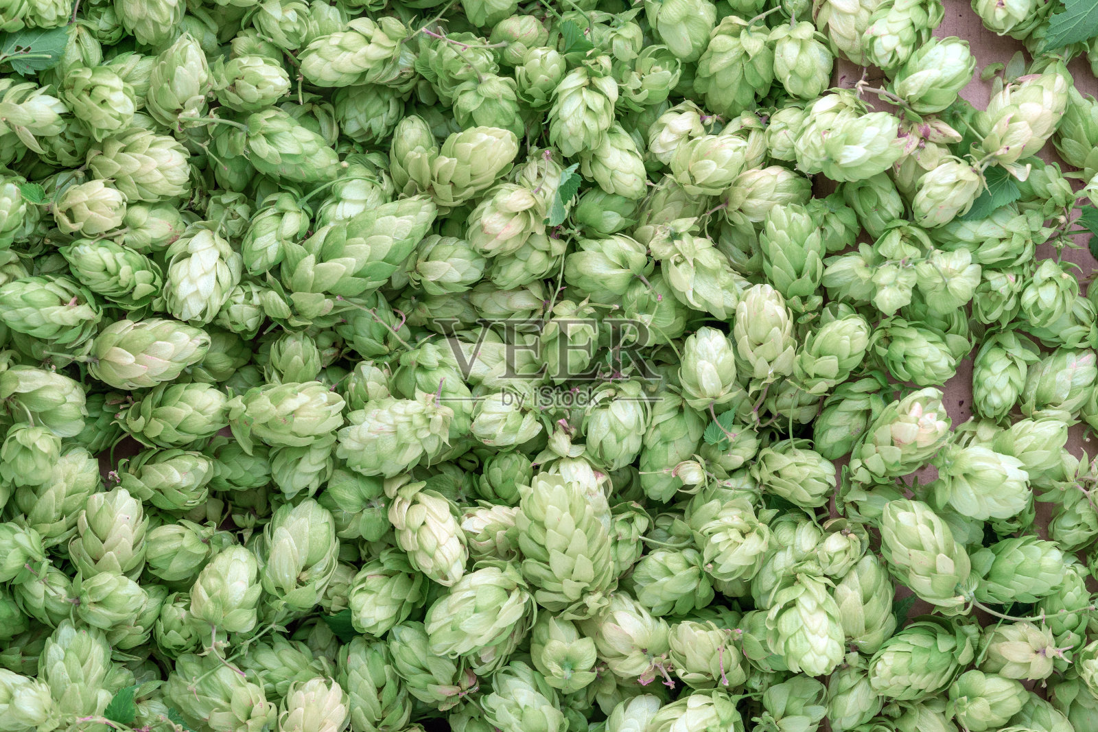 跳照片摄影图片