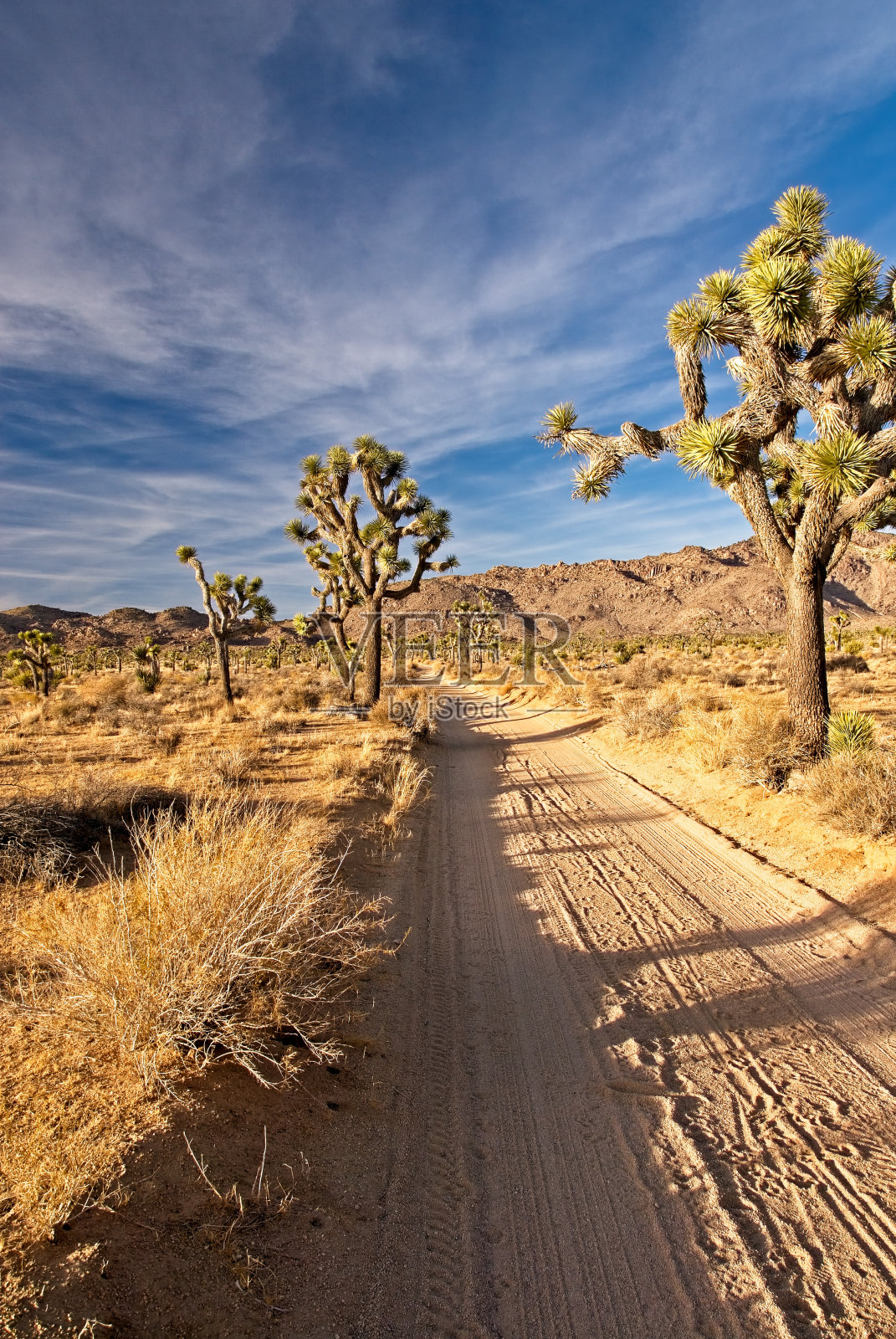 约书亚树国家公园沙漠中通往约书亚树田的土路照片摄影图片