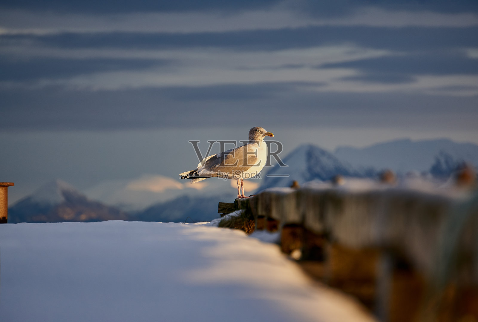 海鸥在挪威哈拉姆斯亚的奥勒松享受夕阳。照片摄影图片