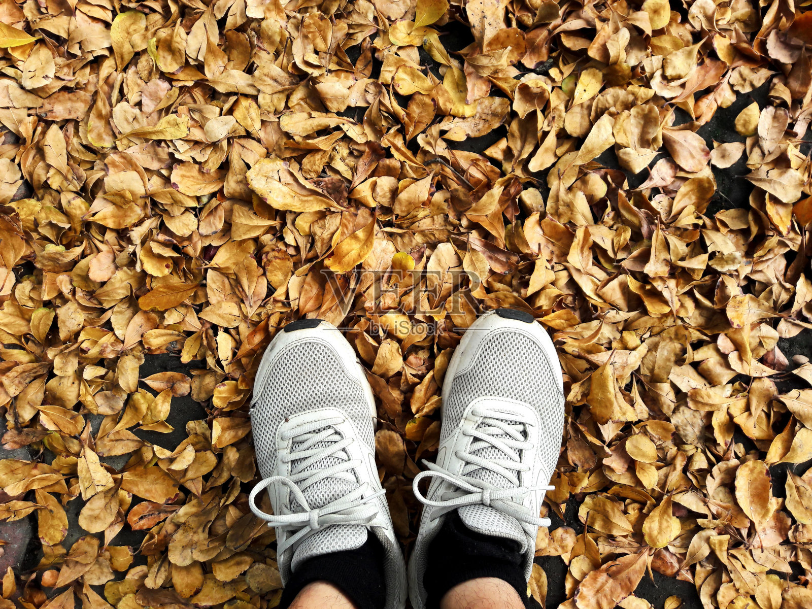 鞋子走在秋天的森林路上，落叶落在地上的风景。落叶特写。森林干树叶照片摄影图片