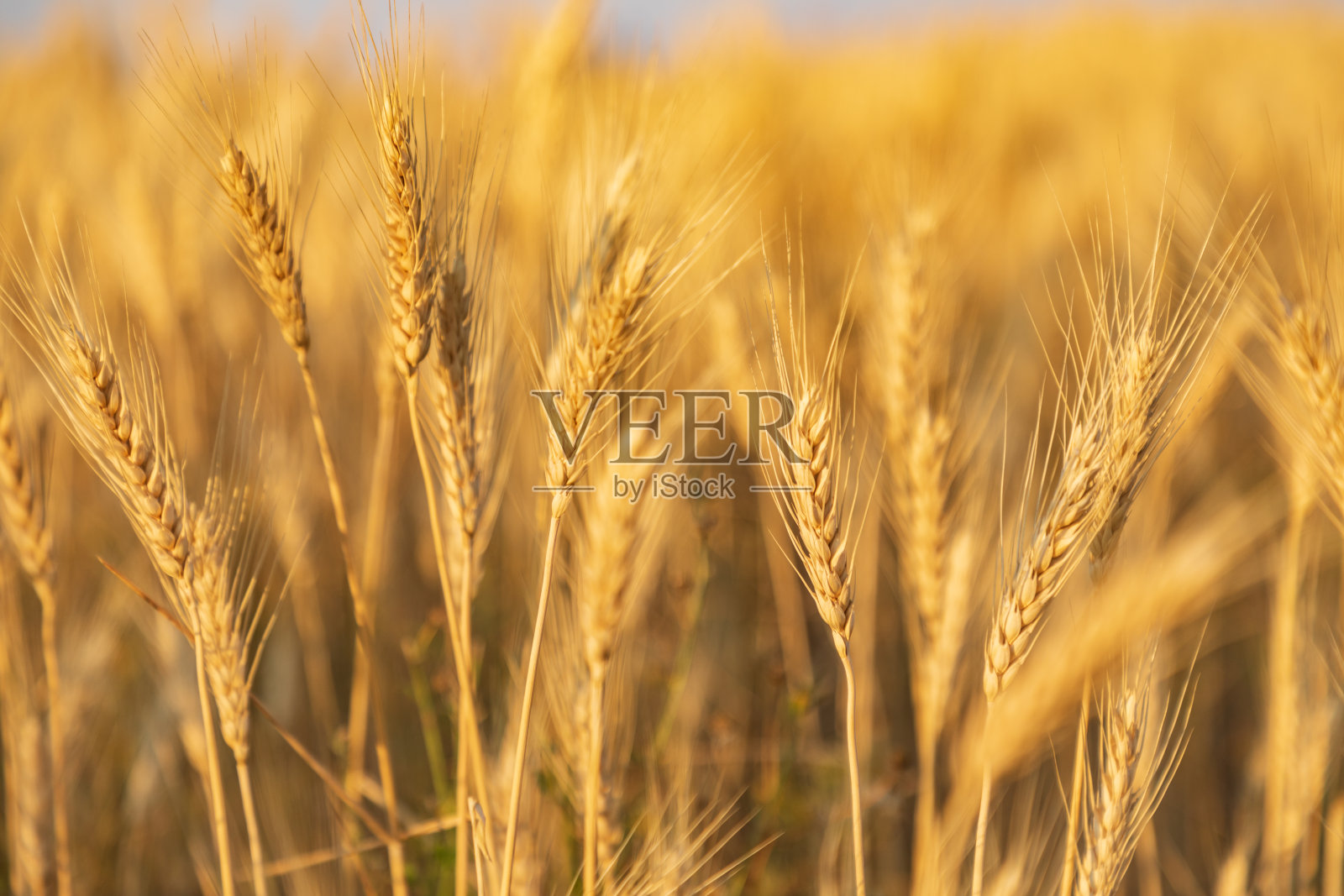 帕卢斯山上准备收割的小麦。照片摄影图片