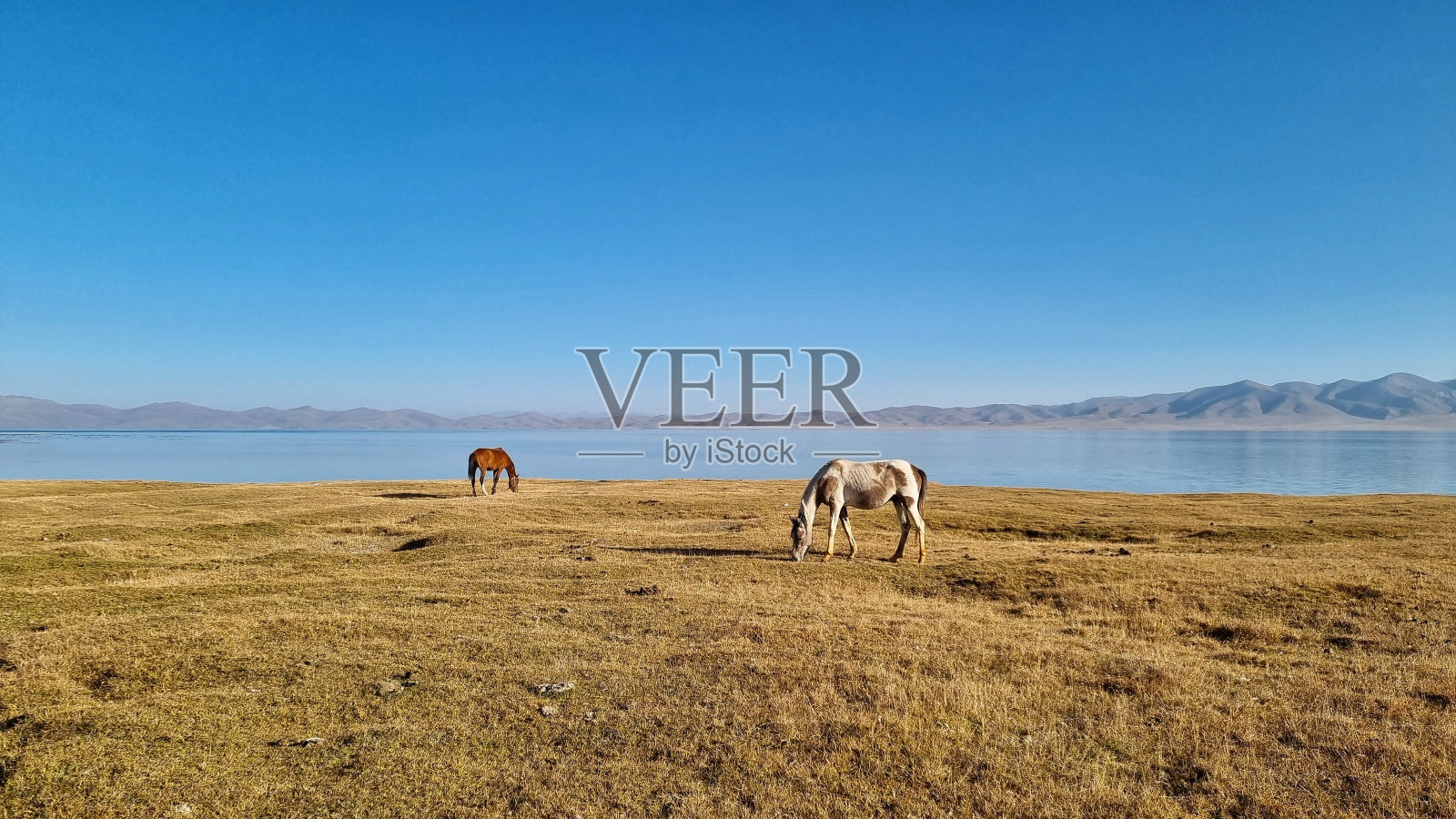 马照片摄影图片