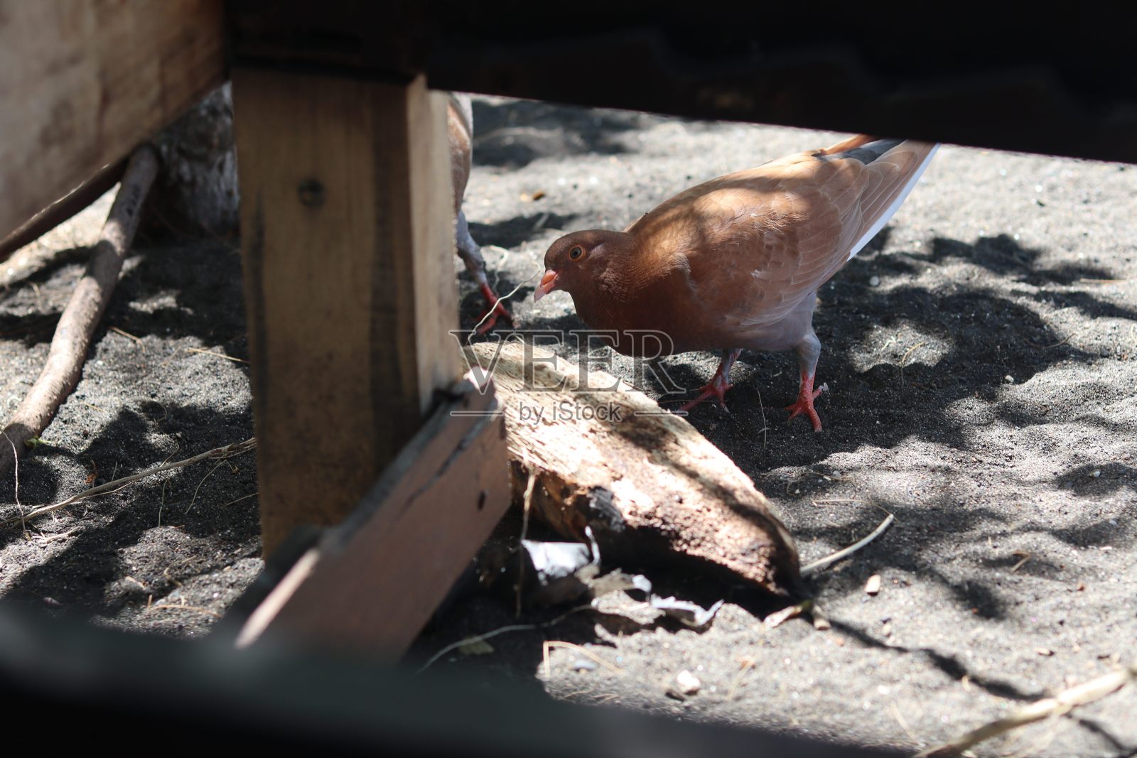 一群颜色各异的鸽子在海滩上寻找食物照片摄影图片