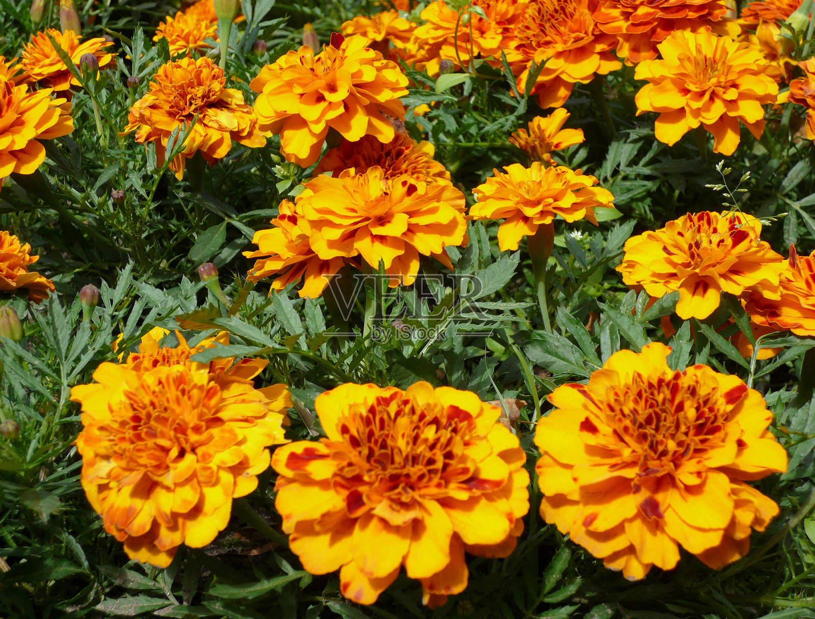 黄色的花照片摄影图片