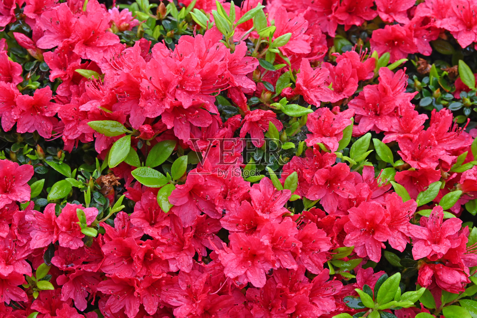 杜鹃花盛开照片摄影图片