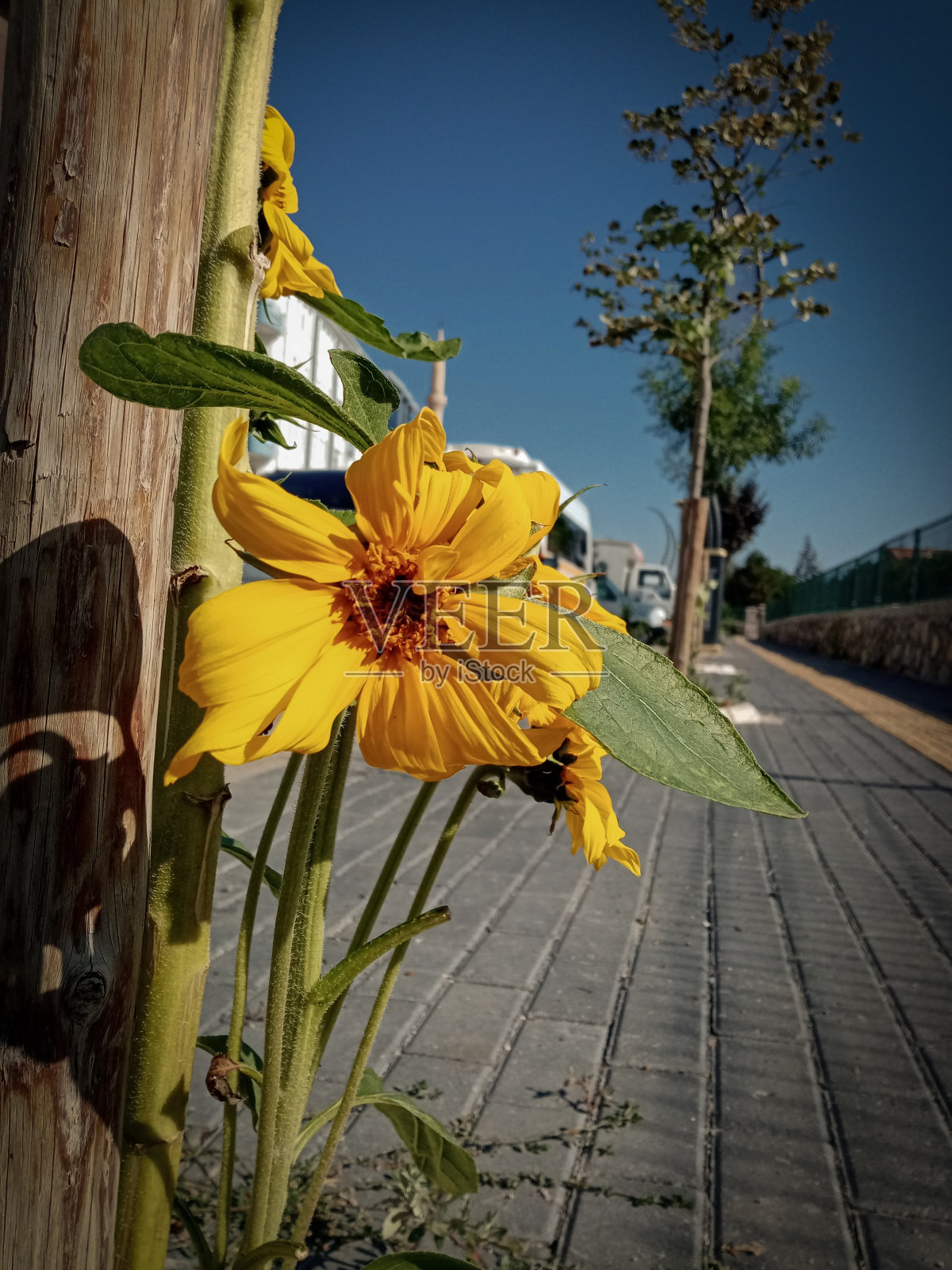 向日葵照片摄影图片