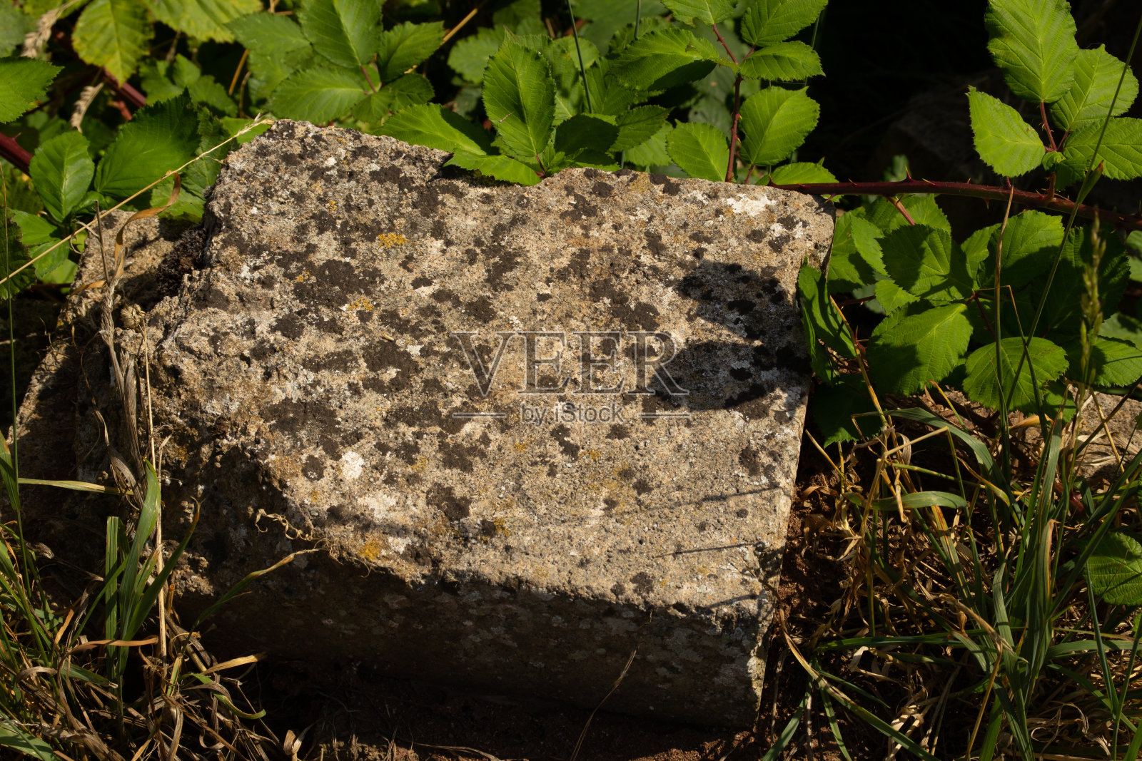 地衣覆盖的岩石照片摄影图片