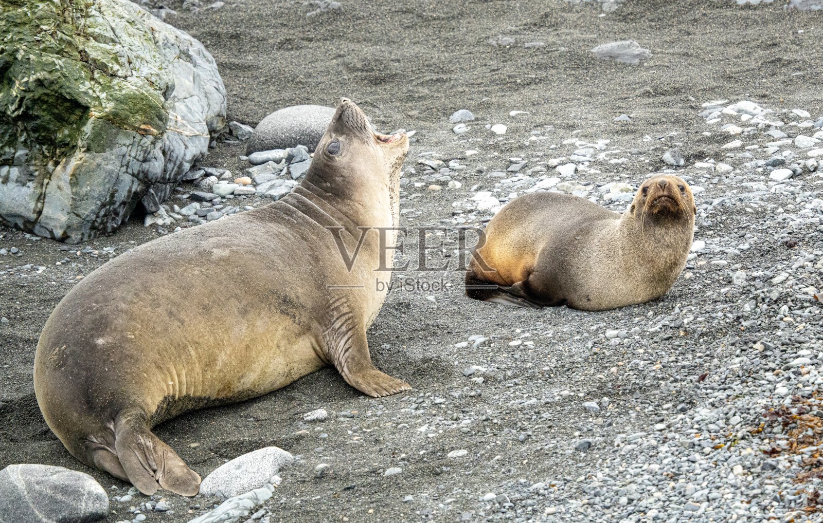 南极半岛上野生的南极海狗(Arctocephalus gazella)照片摄影图片