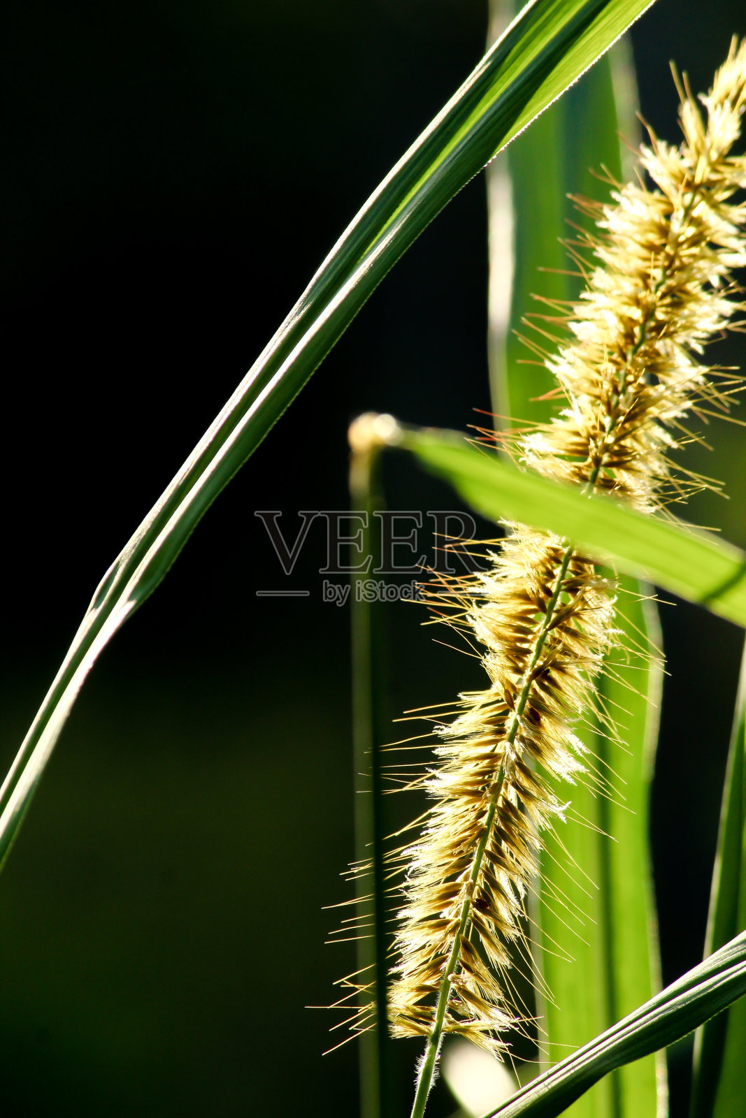 纳皮尔草花在阳光灿烂的日子照片摄影图片
