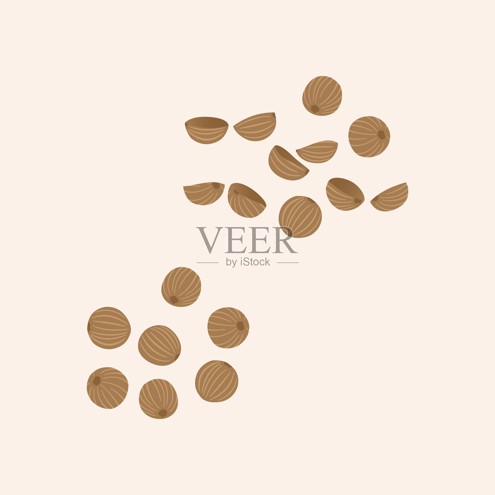 芫荽子平插画图片素材