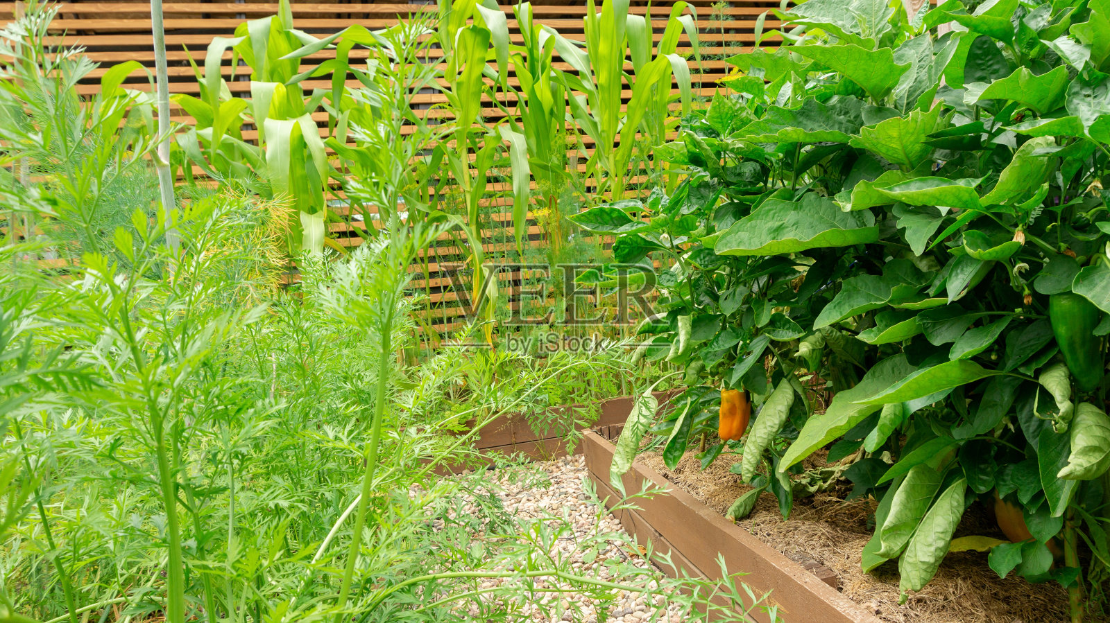 在自家花园的苗床上种植甜椒、玉米和胡萝卜。一个漂亮的现代化菜园，有木床和鹅卵石小径。照片摄影图片