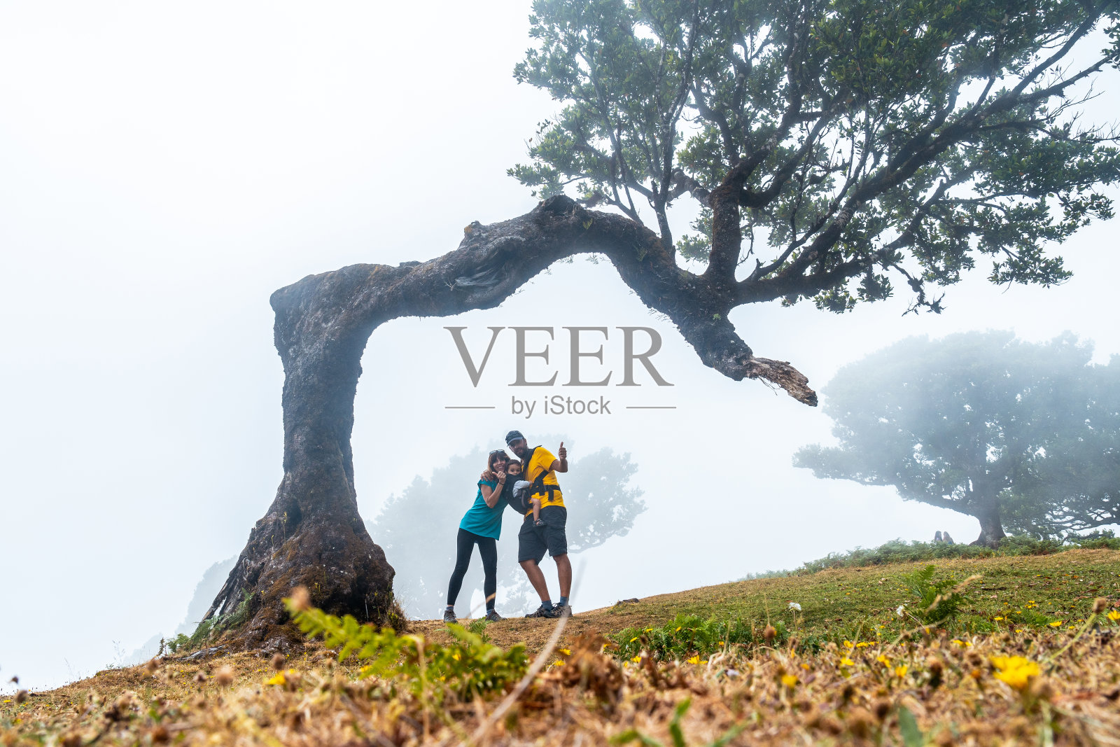 马德拉岛的法纳尔森林有雾，一家人在月桂树下拥抱，神秘，神秘照片摄影图片