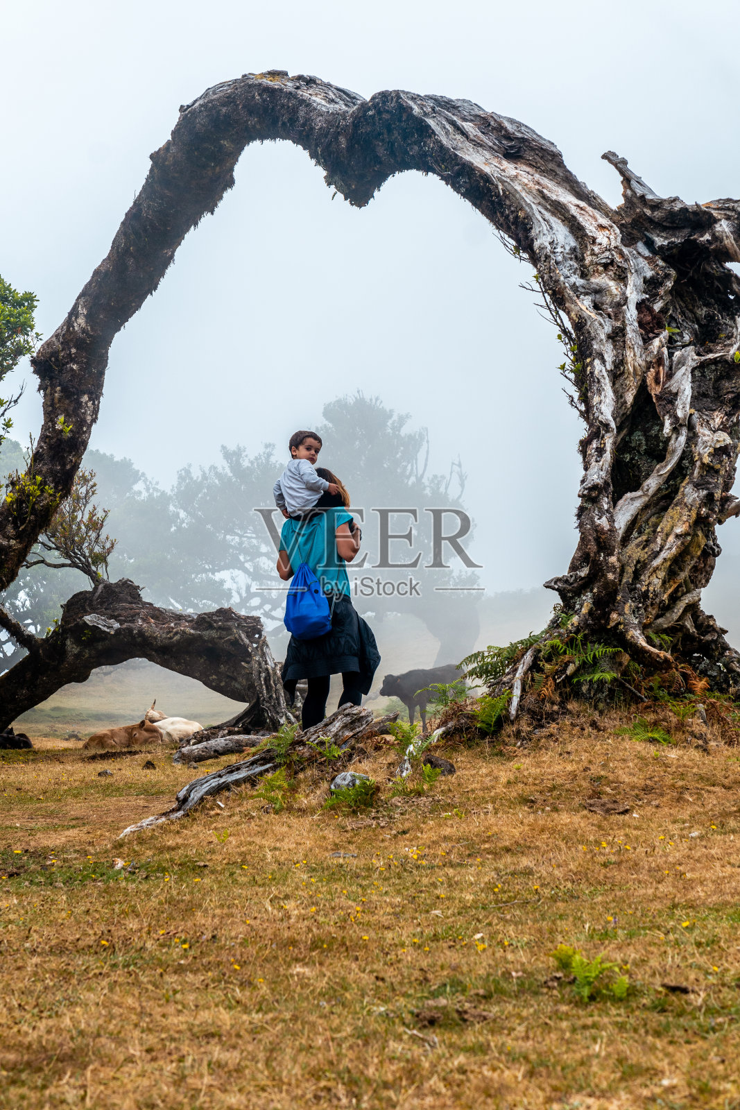 马德拉的法纳尔森林有雾，抱着孩子走在拱门上，月桂树下照片摄影图片