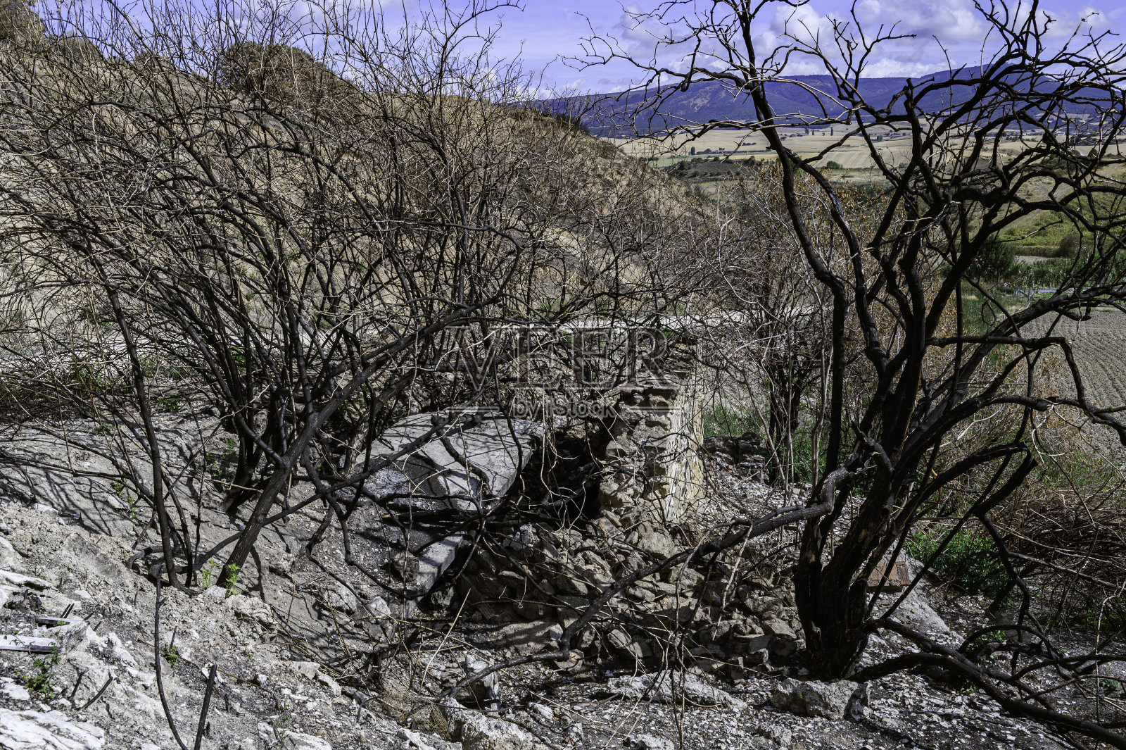 小的干燥的小灌木，完全被venaro的火烧伤，完全烧伤和黑色。在一片白而干燥的山丘上，它携带着烧焦植被的灰烬。在它旁边，一个黄色的标志标志着猎人的停车场。气候变化照片摄影图片