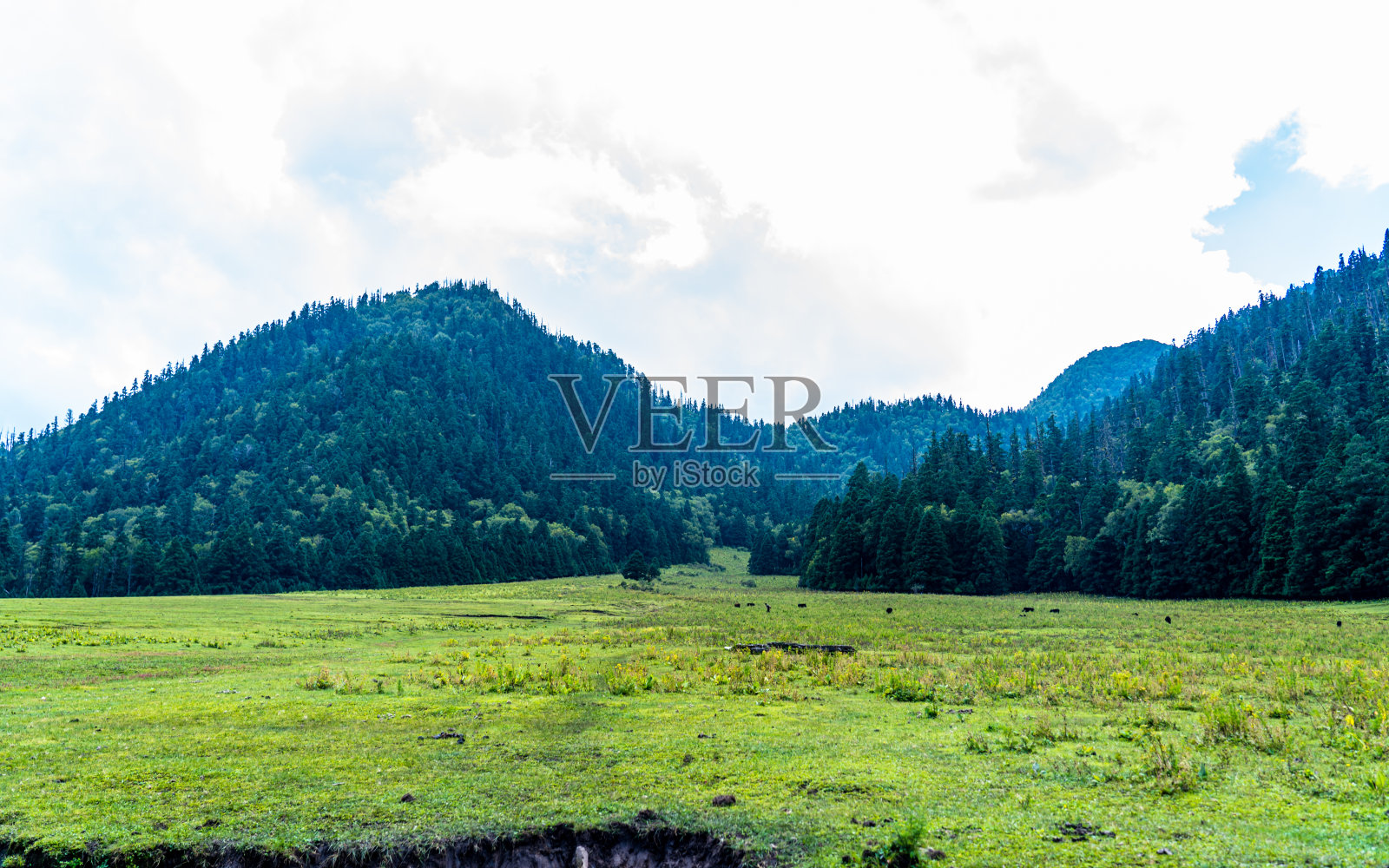 绿化景观的观点照片摄影图片