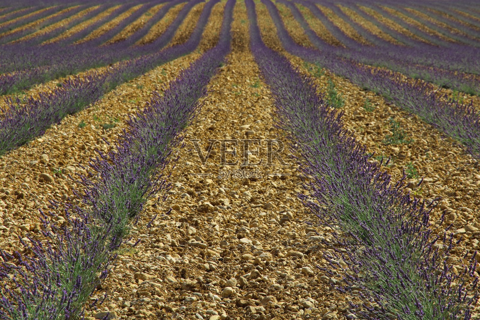 拂晓时分的薰衣草田照片摄影图片