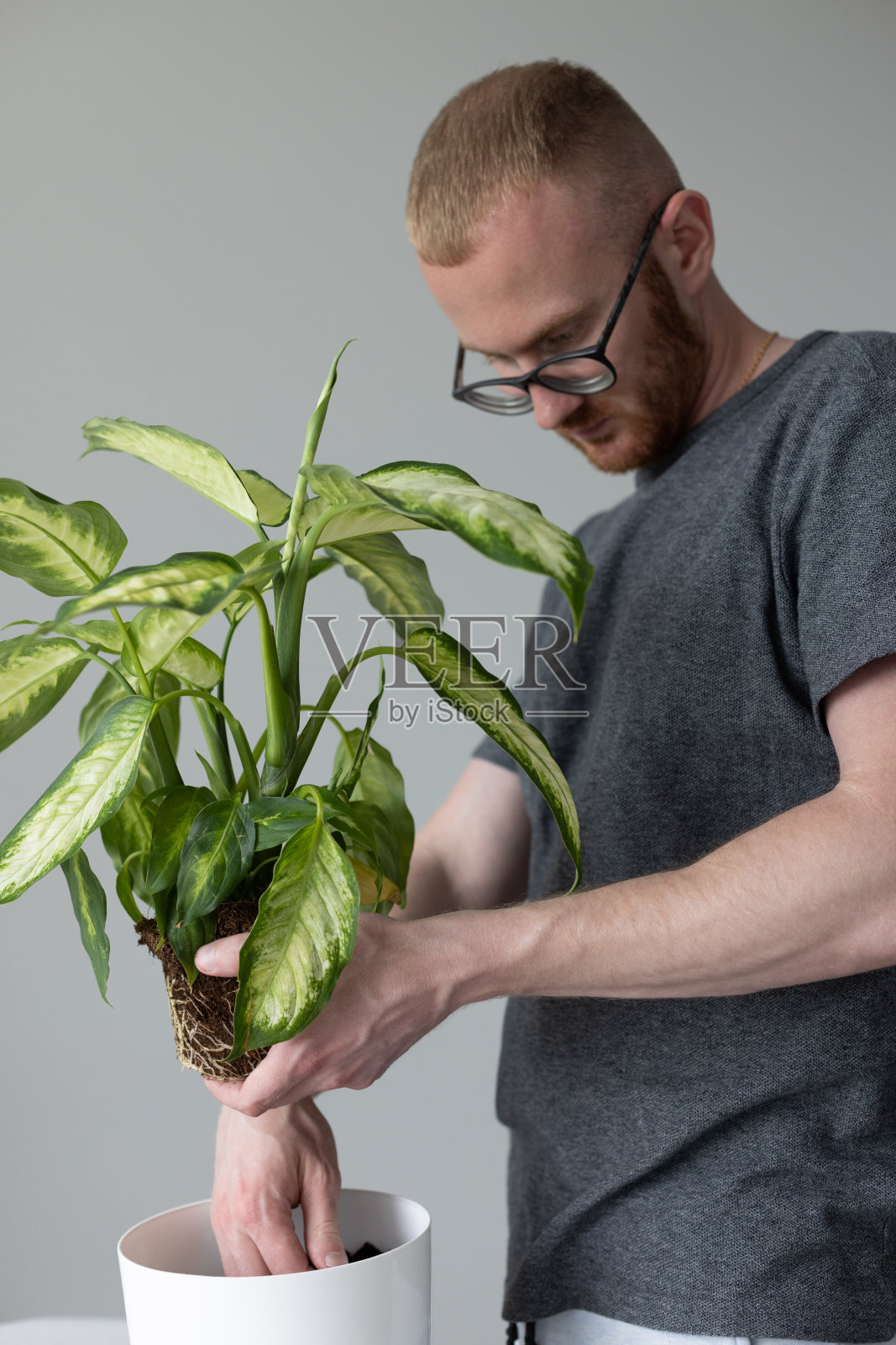 年轻男子在家里盆栽dieffenbacia植物。照片摄影图片