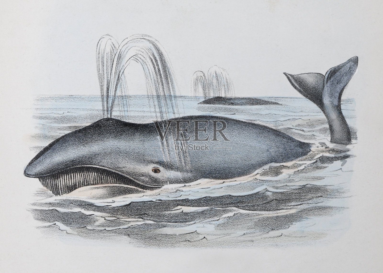 鲸鱼-复古彩色插图设计元素图片