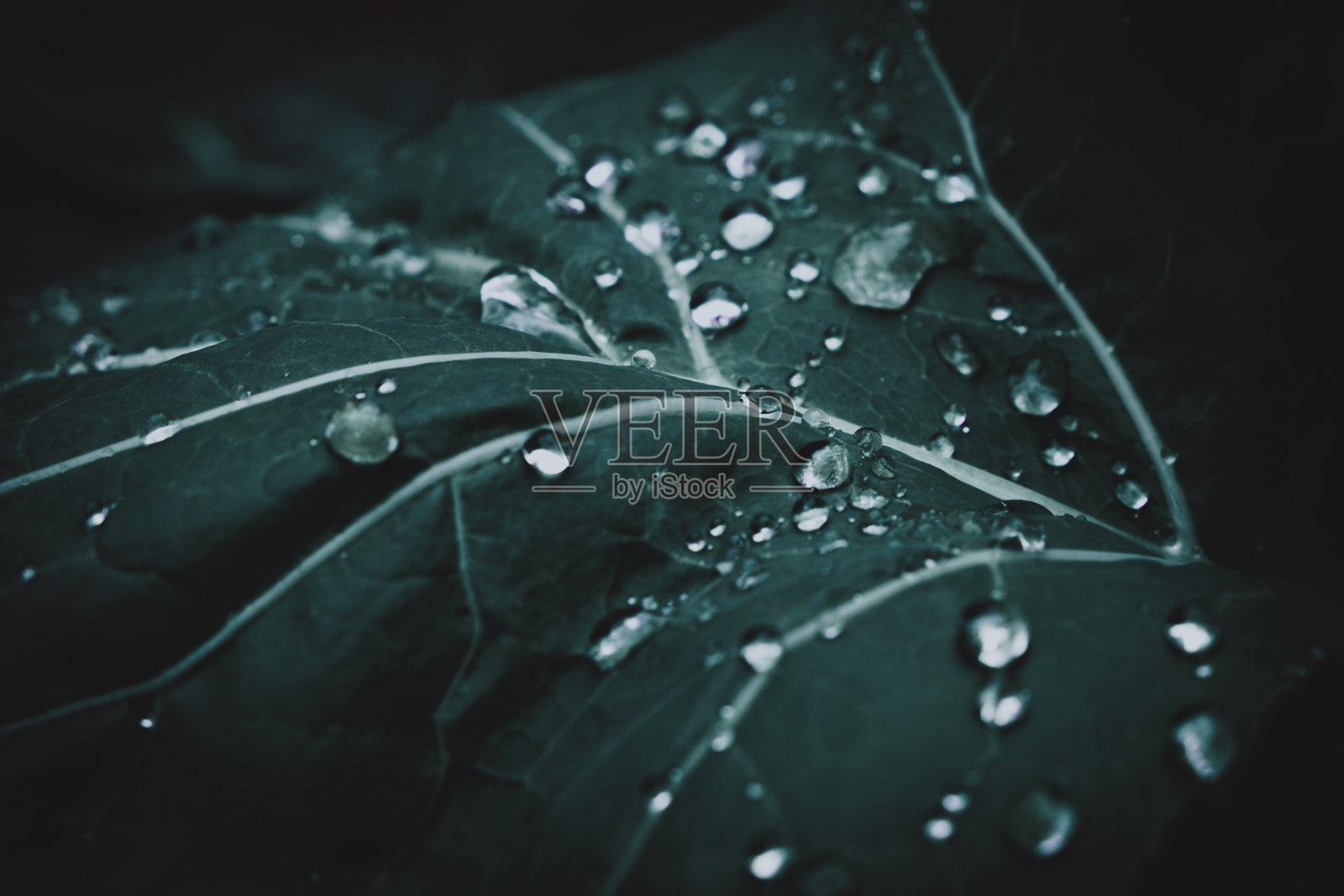 新鲜的青草和露珠近距离。雨后水滴在新鲜的草地上。青草上淡淡的晨露。照片摄影图片