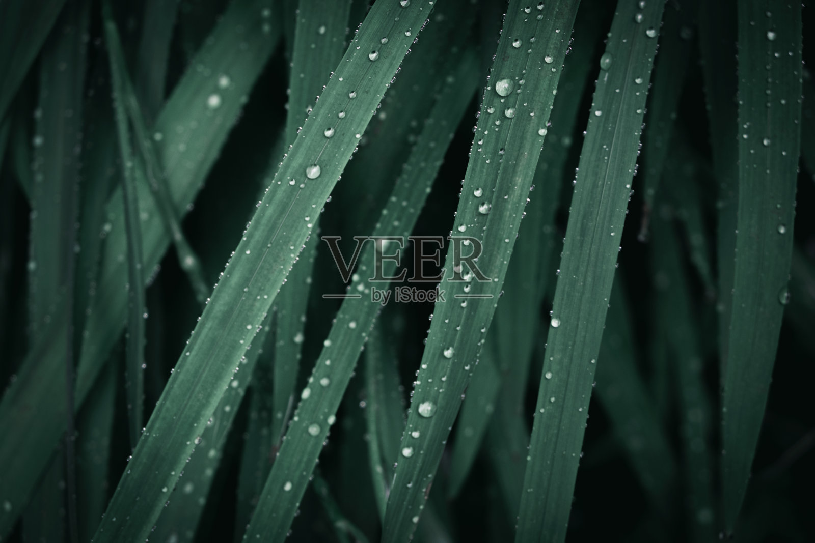 新鲜的青草和露珠近距离。雨后水滴在新鲜的草地上。青草上淡淡的晨露。照片摄影图片