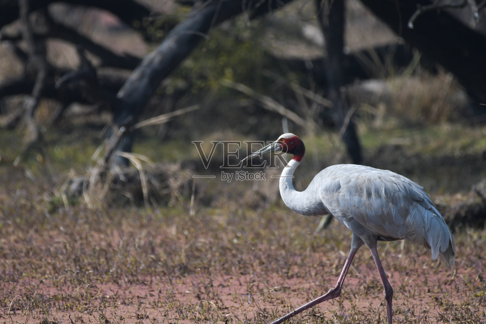 在Keoladeo国家公园，一只孤立的Sarus Crane (Grus antigone)是一种非候鸟照片摄影图片