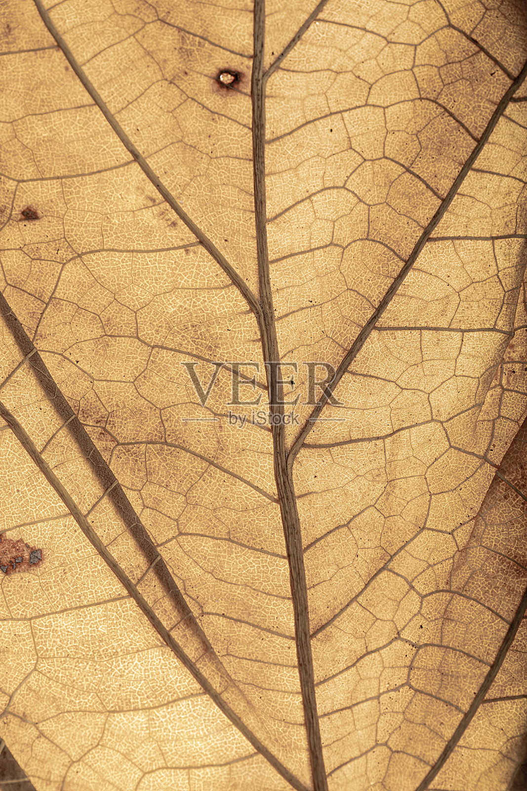 背光秋叶有质感。秋季的背景色。十月里的树落下的眼睛的奇妙质地。季节性赭石的颜色。仍然生活。红橙秋照片摄影图片