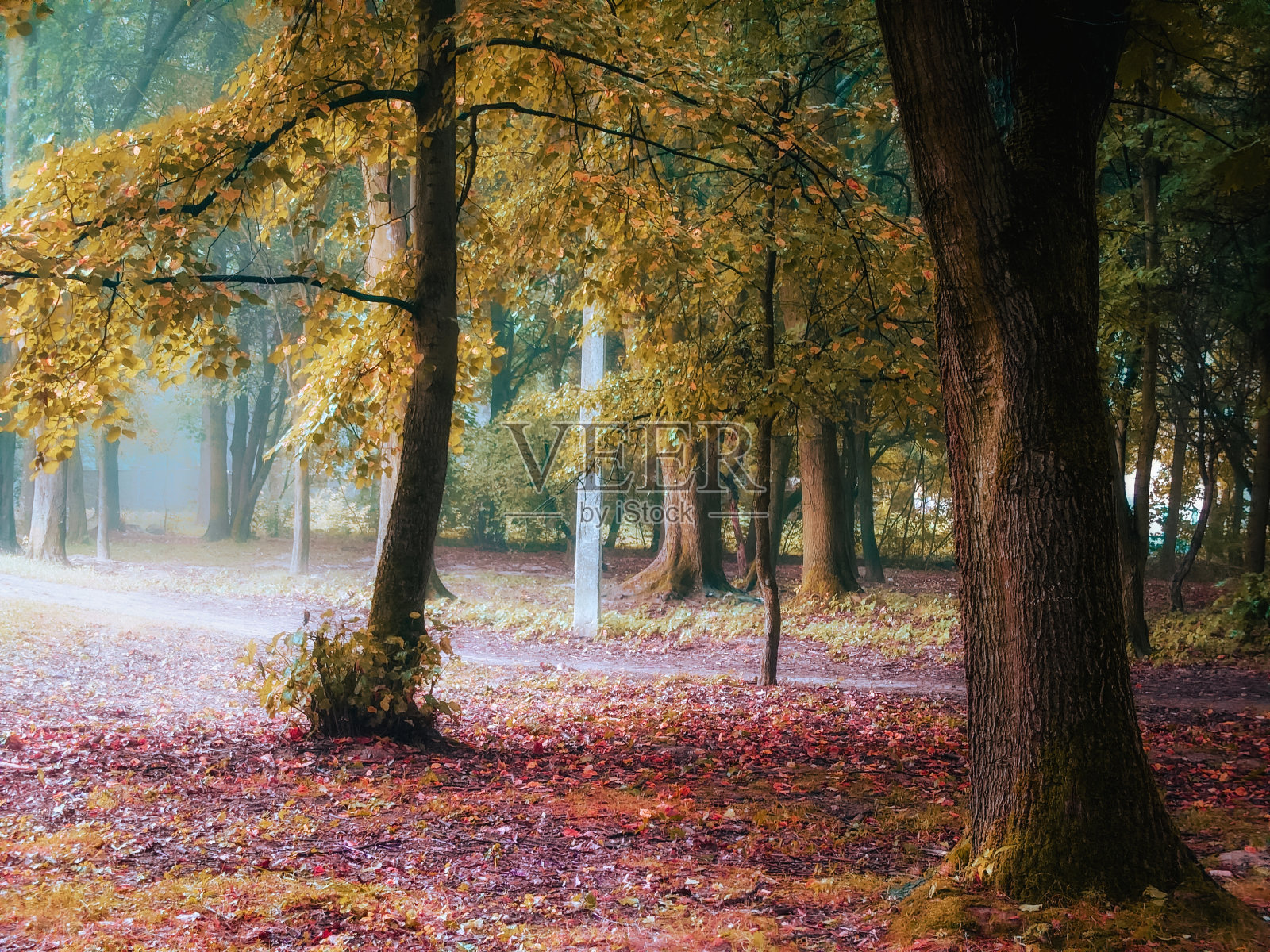 雾蒙蒙的秋日清晨森林。神奇森林里五彩缤纷的树叶。照片摄影图片
